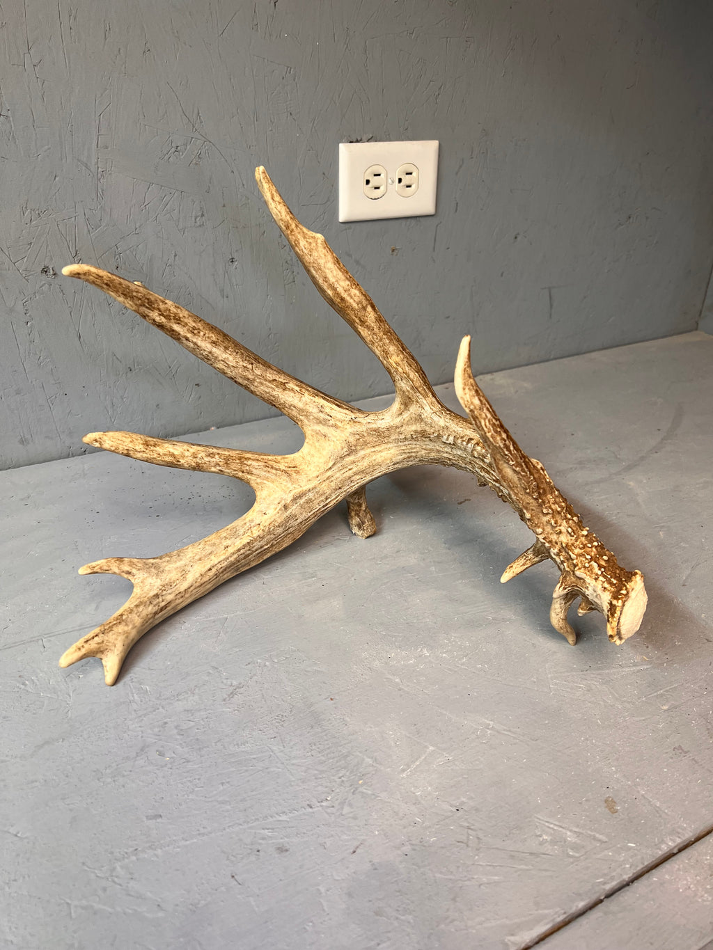 Grade A 86" Whitetail Deer Shed Antler | Natural Western Décor