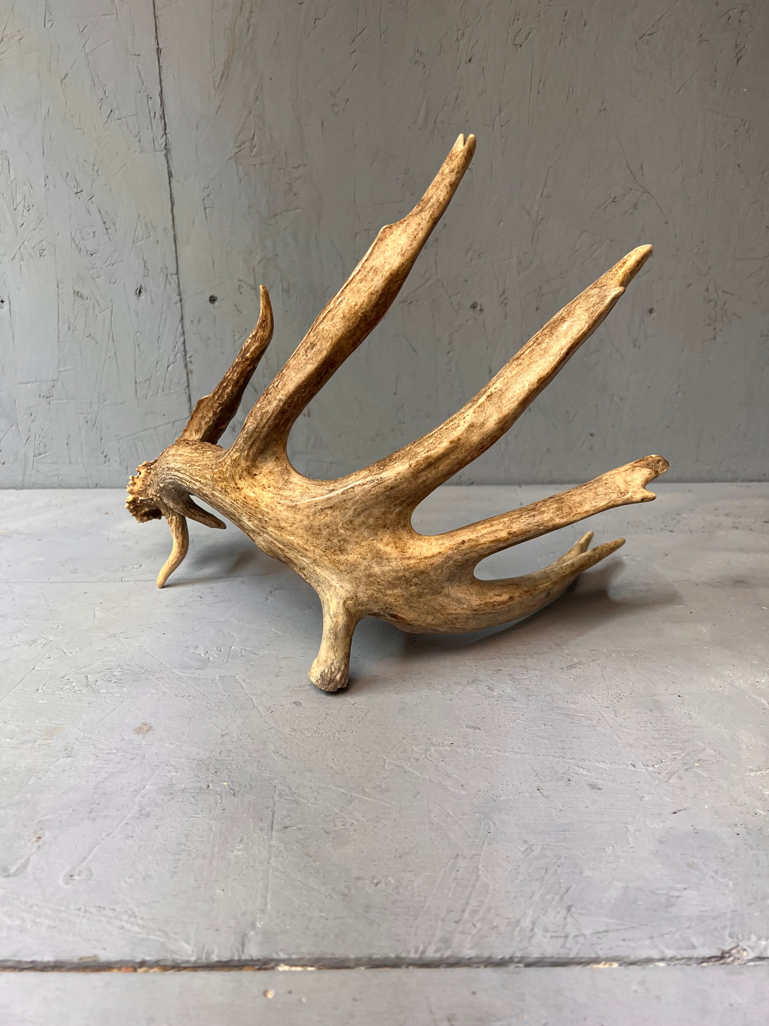 Grade A 86" Whitetail Deer Shed Antler | Natural Western Décor