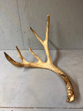 88" Brown Mule Deer Shed Antler