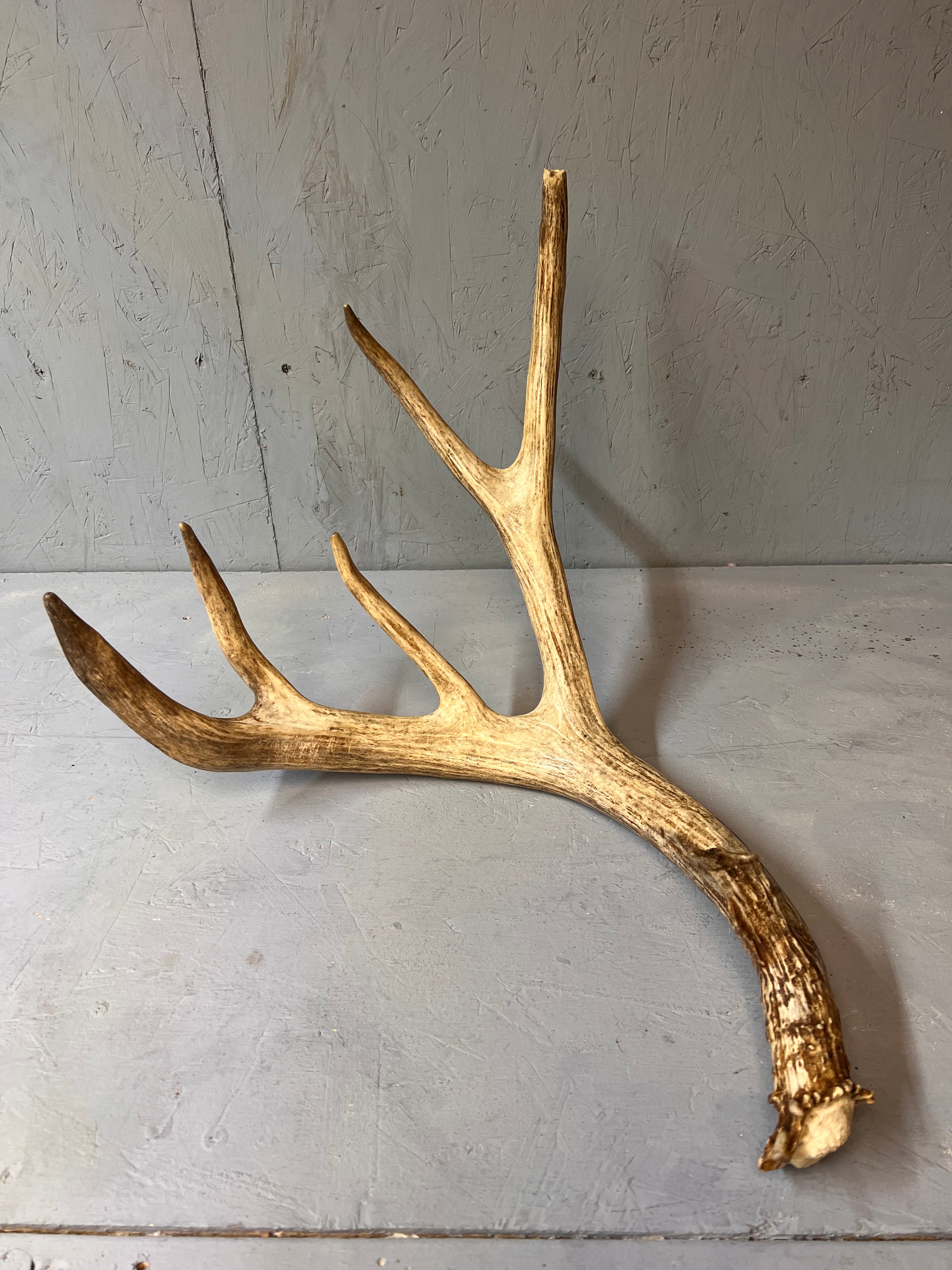 88" Brown Mule Deer Shed Antler