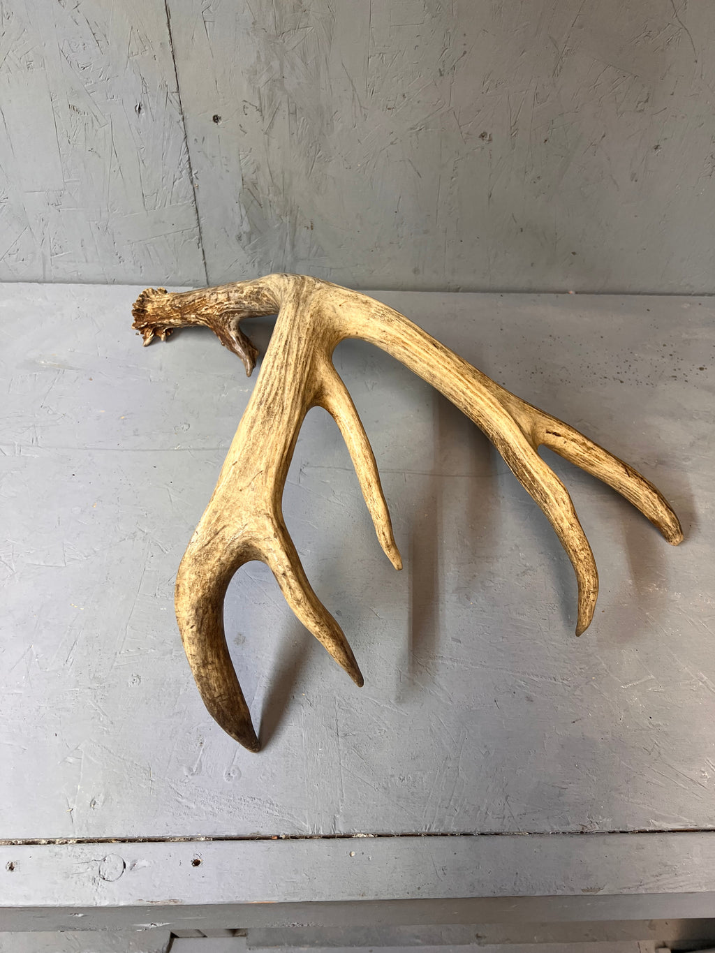 88" Brown Mule Deer Shed Antler