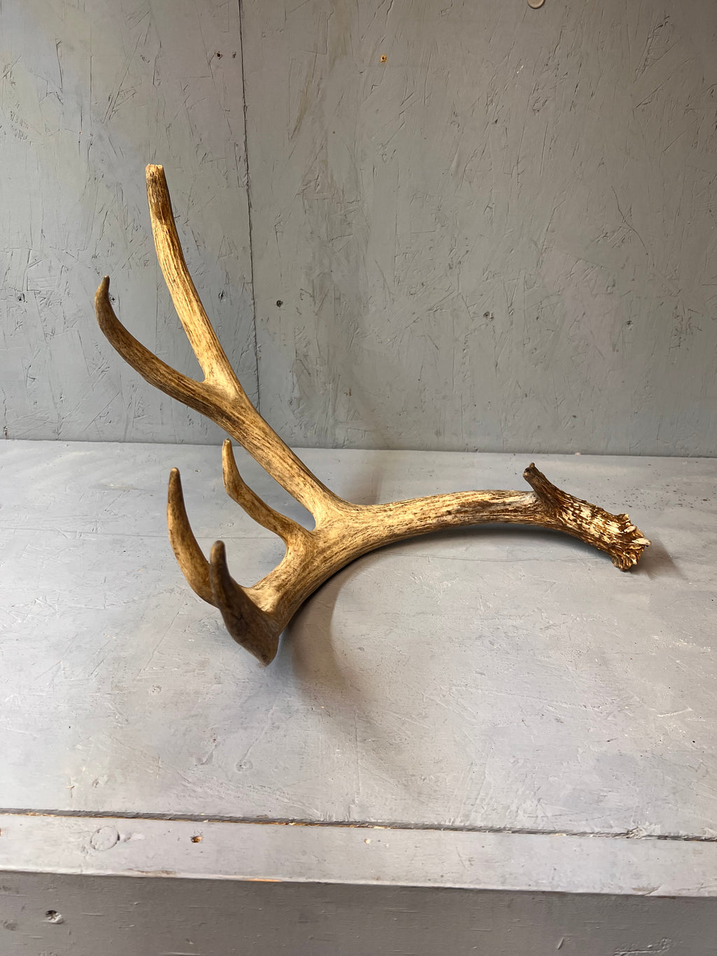 88" Brown Mule Deer Shed Antler