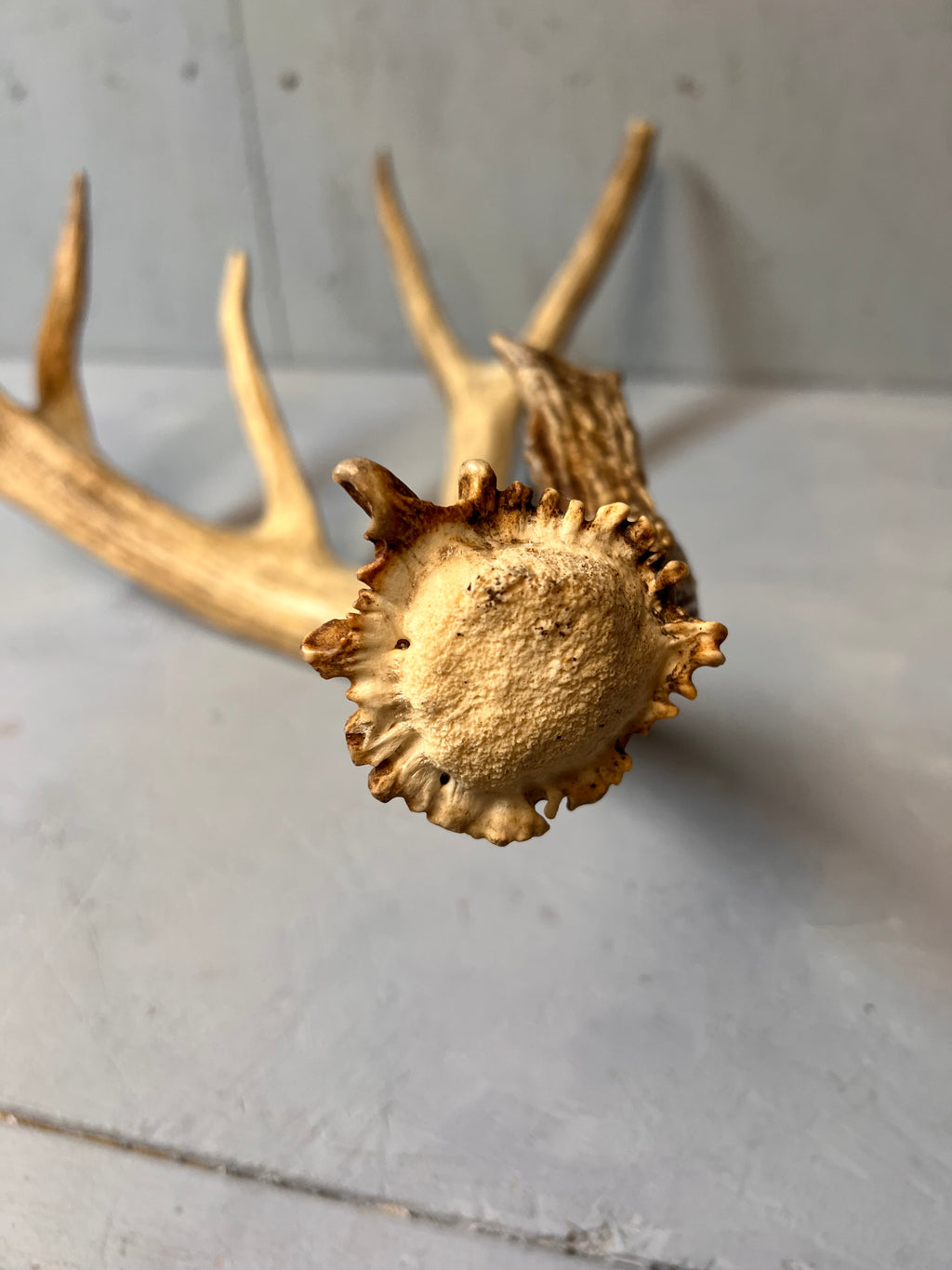 88" Brown Mule Deer Shed Antler