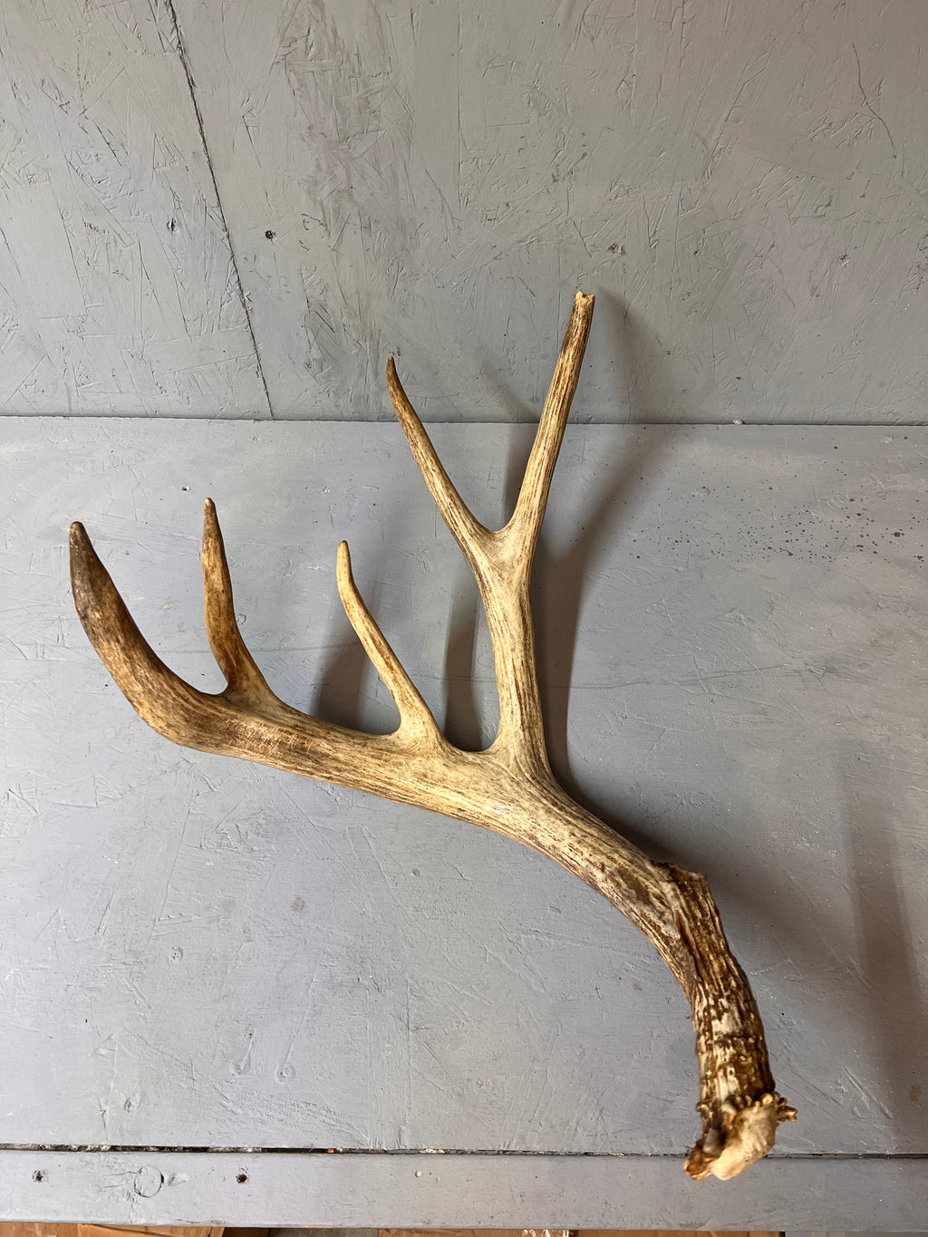 88" Brown Mule Deer Shed Antler