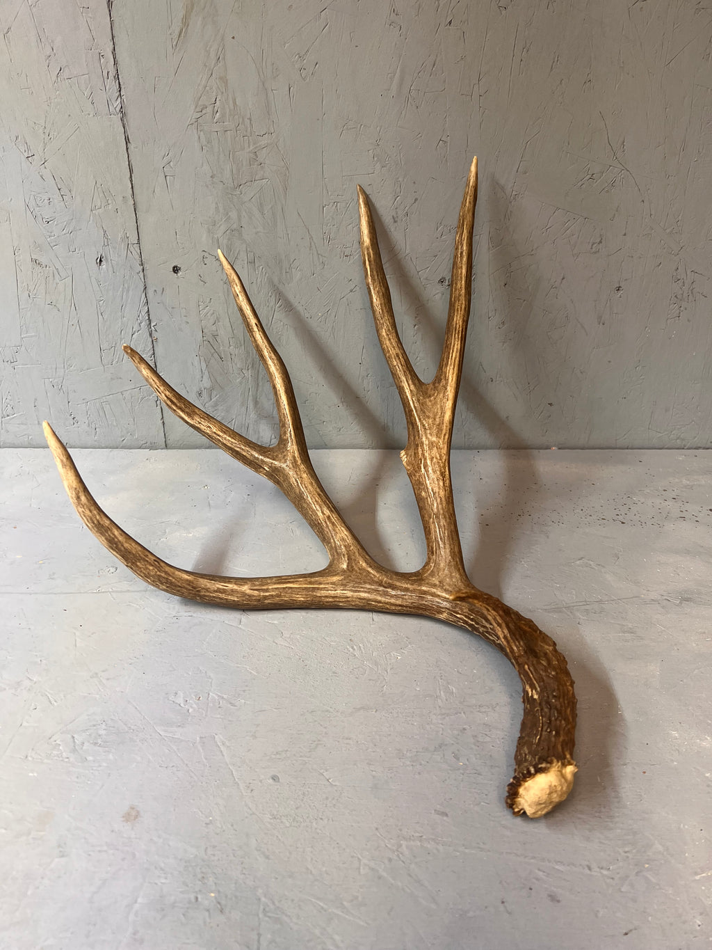 88" Brown Mule Deer Shed Antler