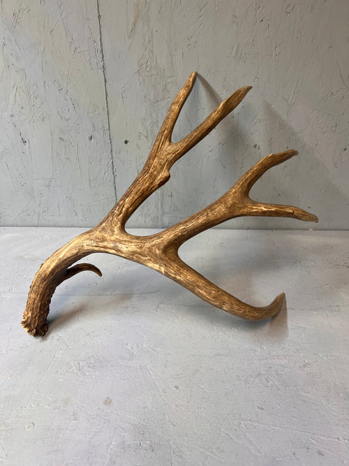 88" Brown Mule Deer Shed Antler