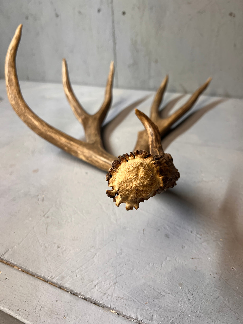 88" Brown Mule Deer Shed Antler