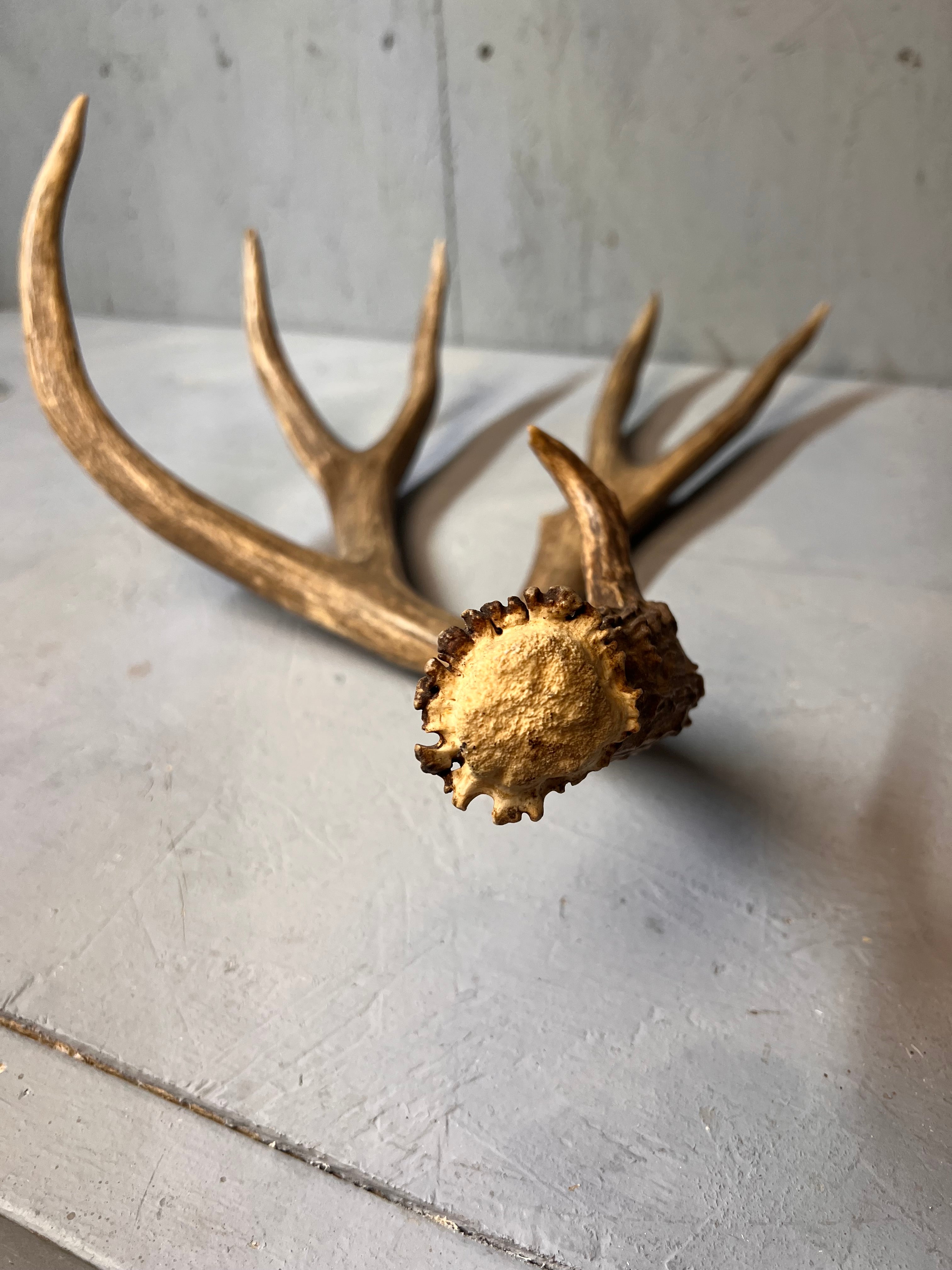 88" Brown Mule Deer Shed Antler