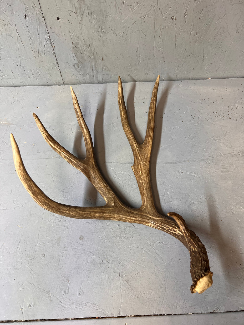 88" Brown Mule Deer Shed Antler