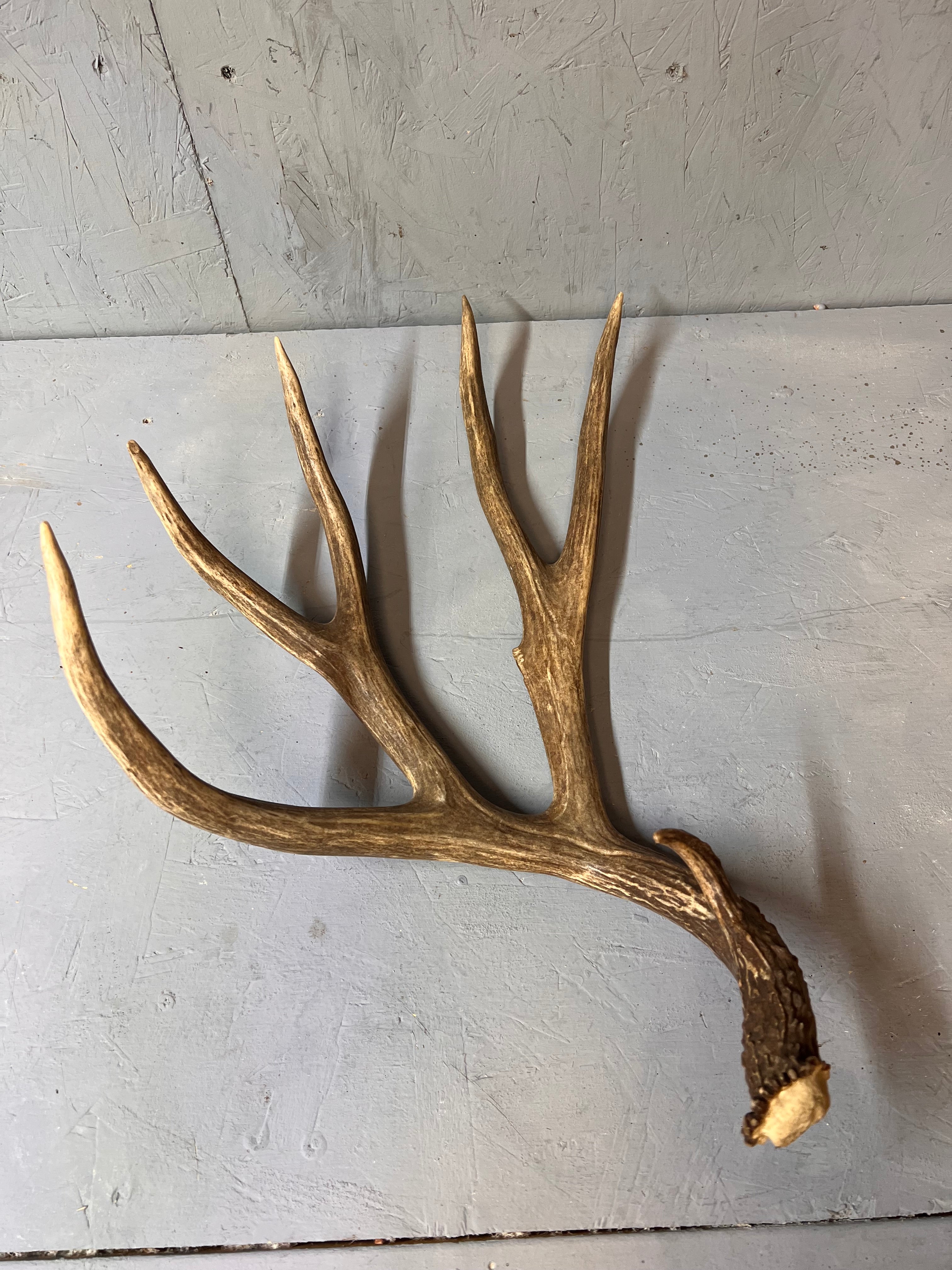 88" Brown Mule Deer Shed Antler