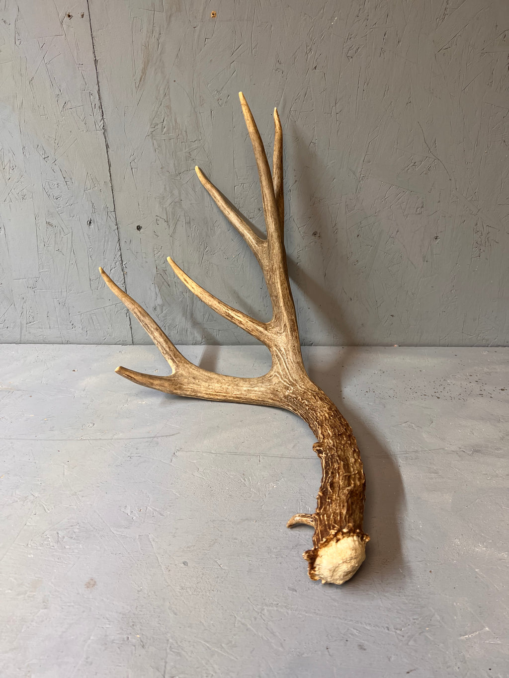 91" Brown Mule Deer Shed Antler