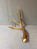 91" Brown Mule Deer Shed Antler