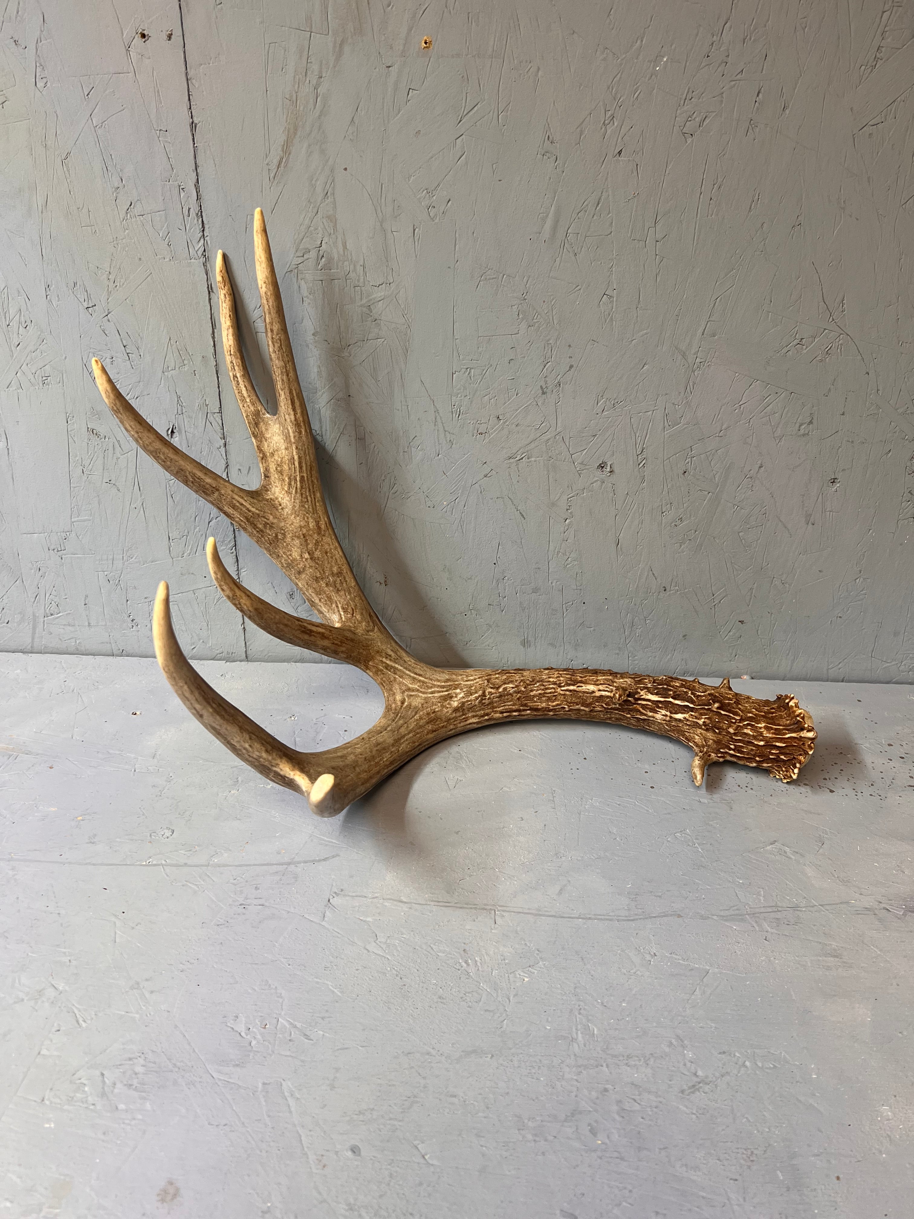 91" Brown Mule Deer Shed Antler