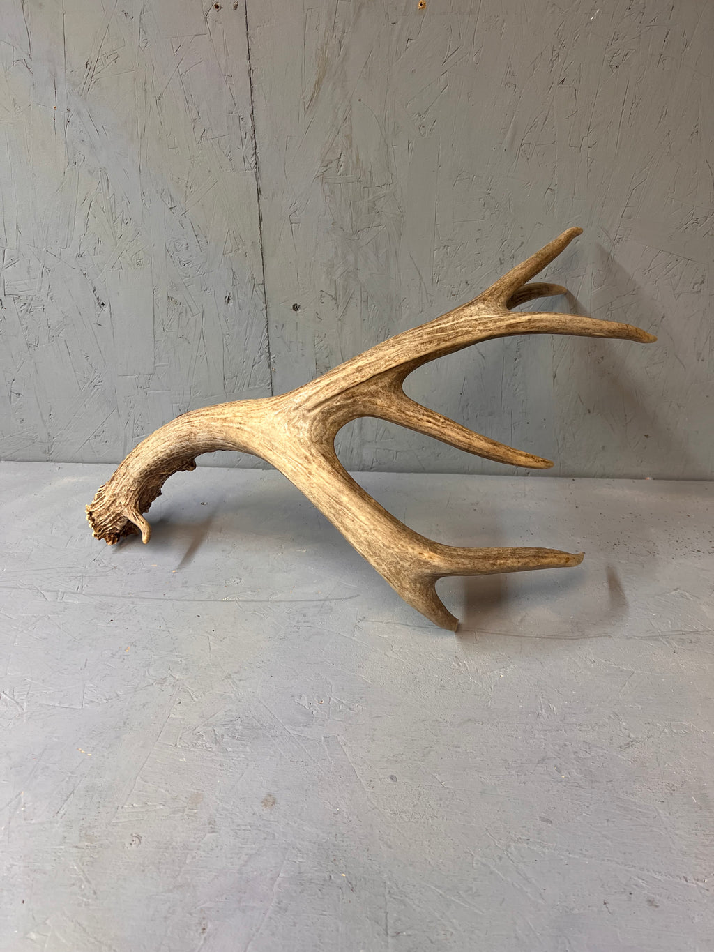91" Brown Mule Deer Shed Antler
