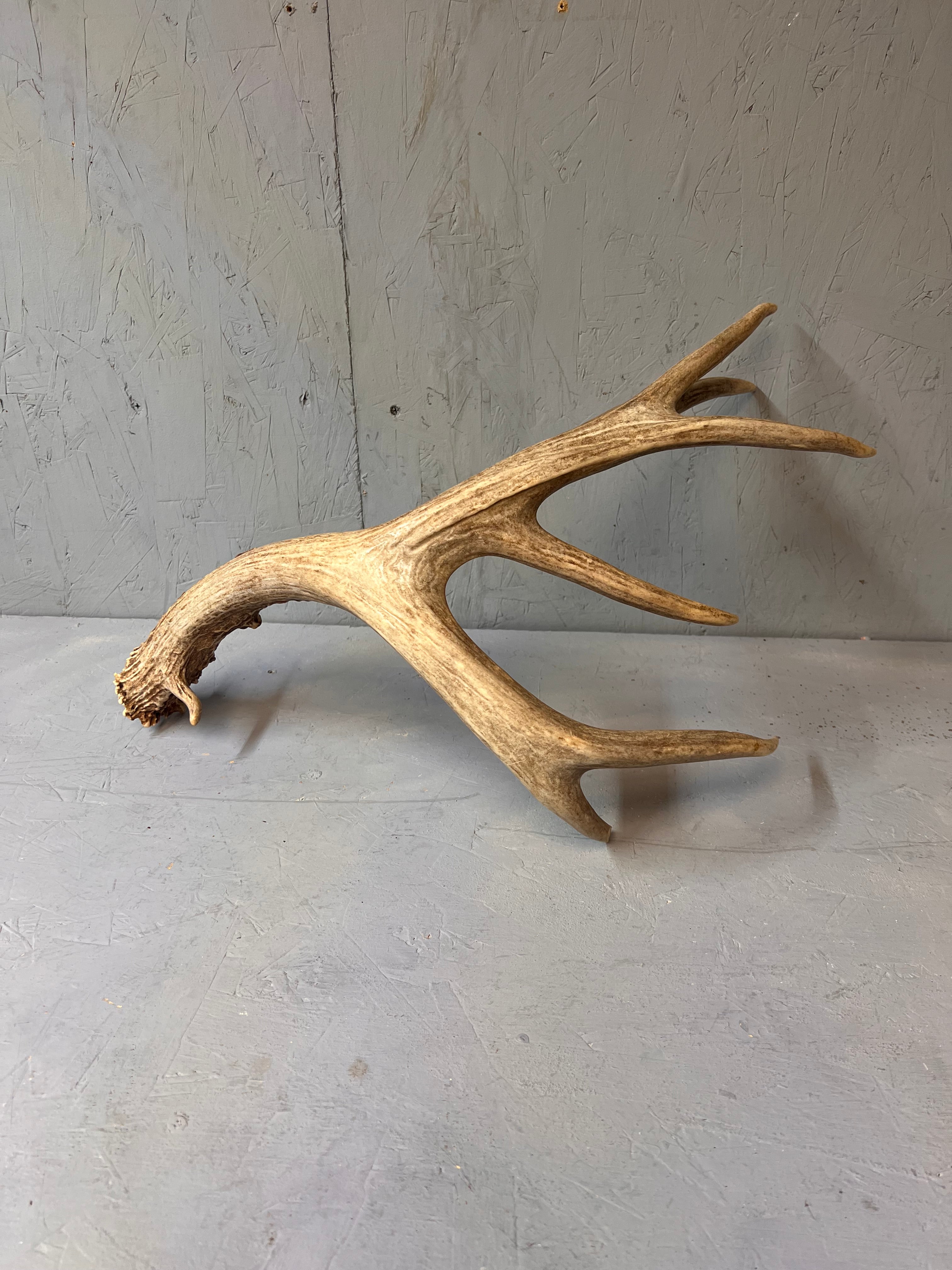 91" Brown Mule Deer Shed Antler
