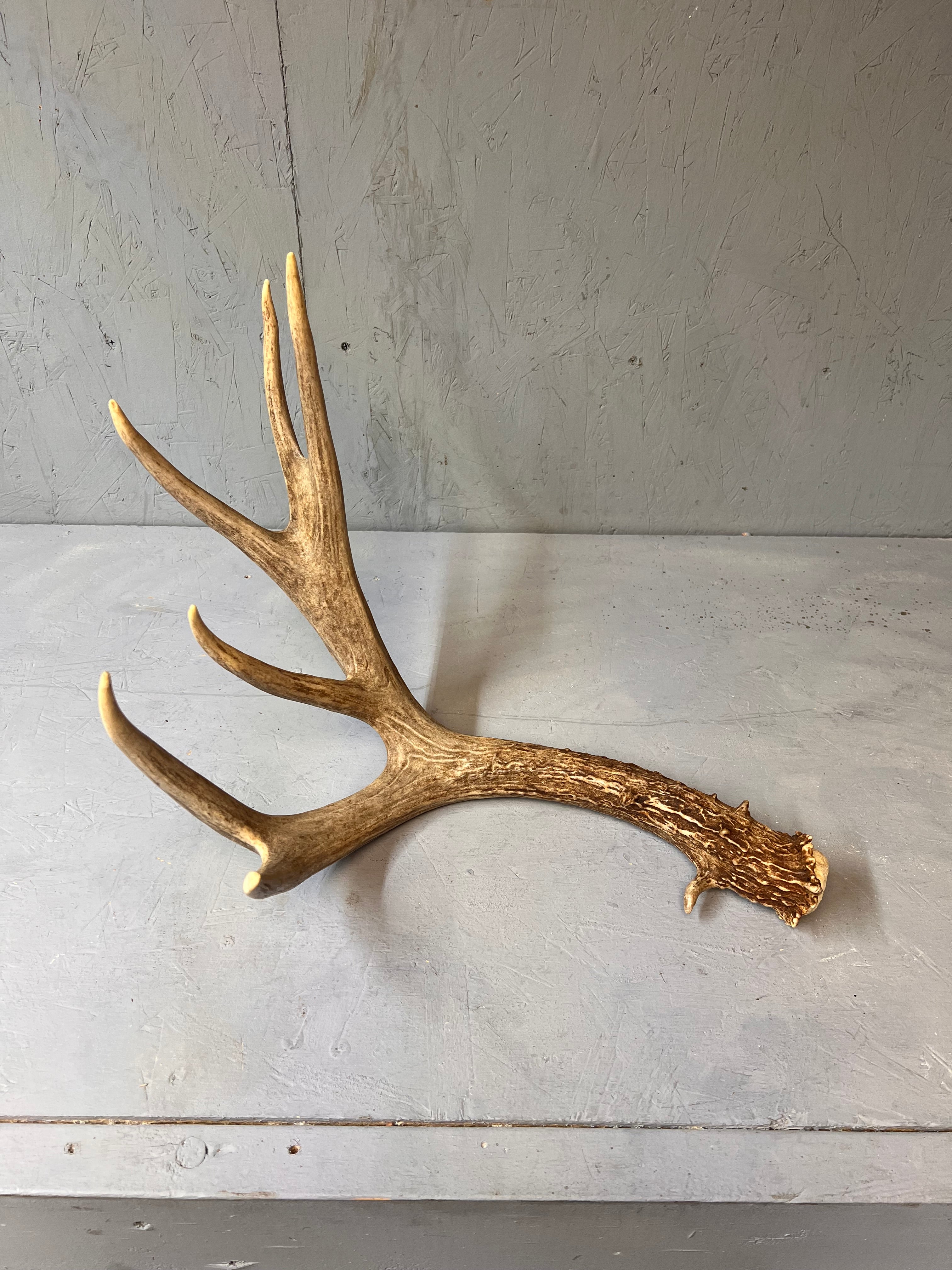 91" Brown Mule Deer Shed Antler