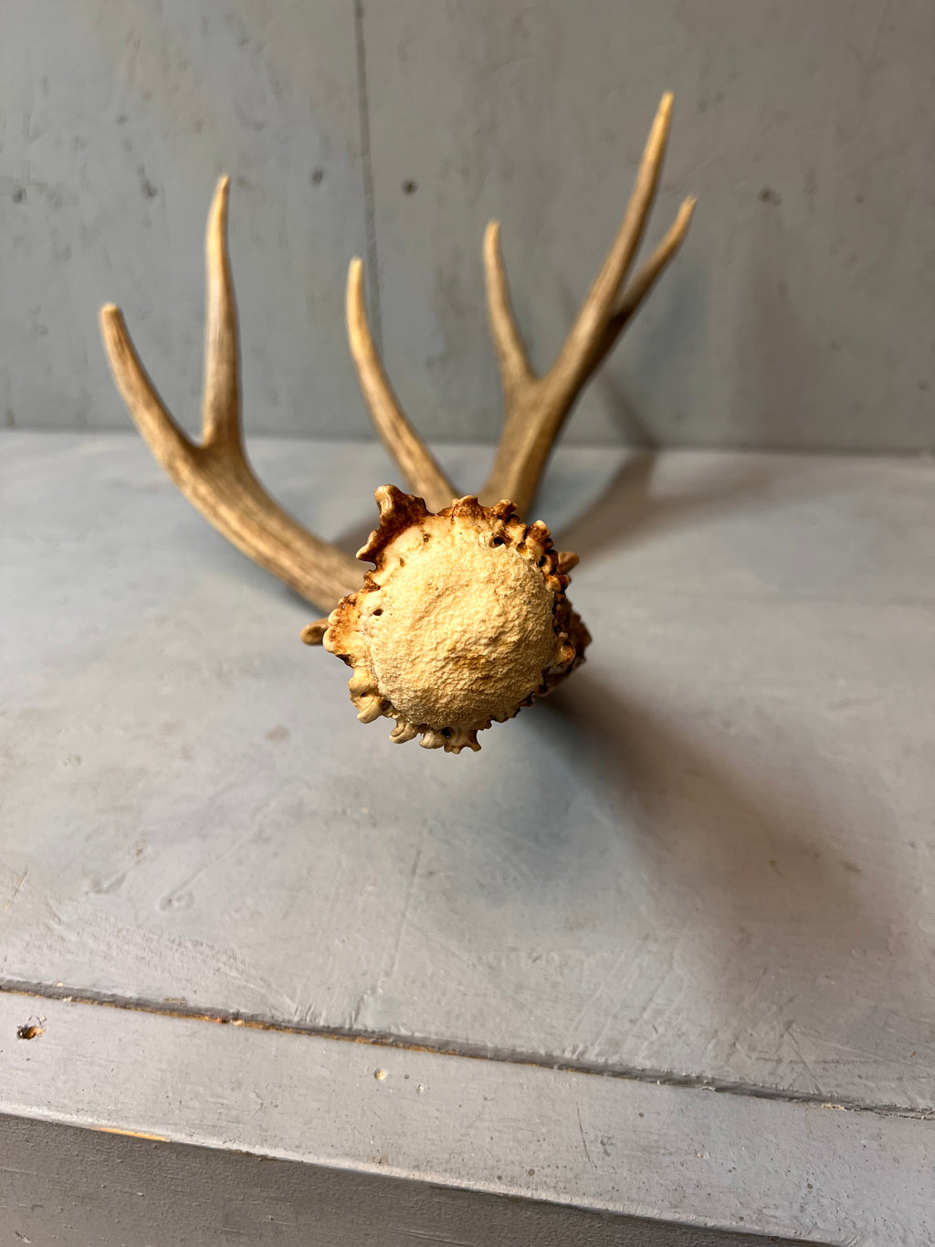 91" Brown Mule Deer Shed Antler