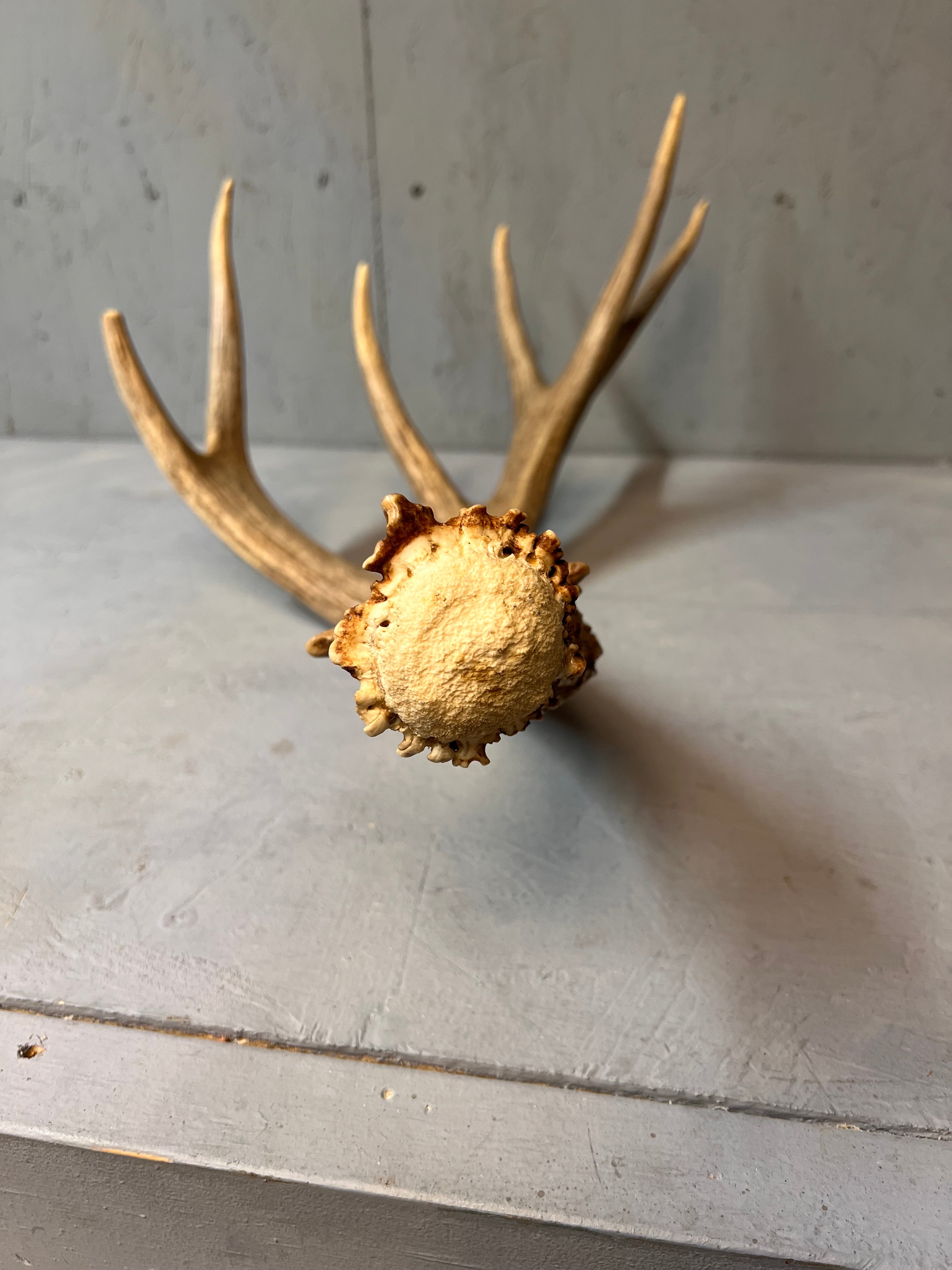 91" Brown Mule Deer Shed Antler