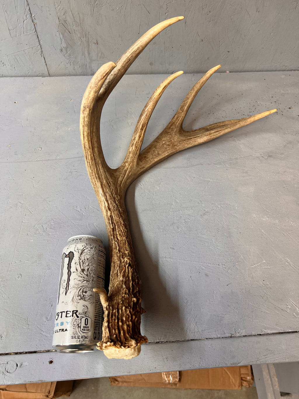 91" Brown Mule Deer Shed Antler