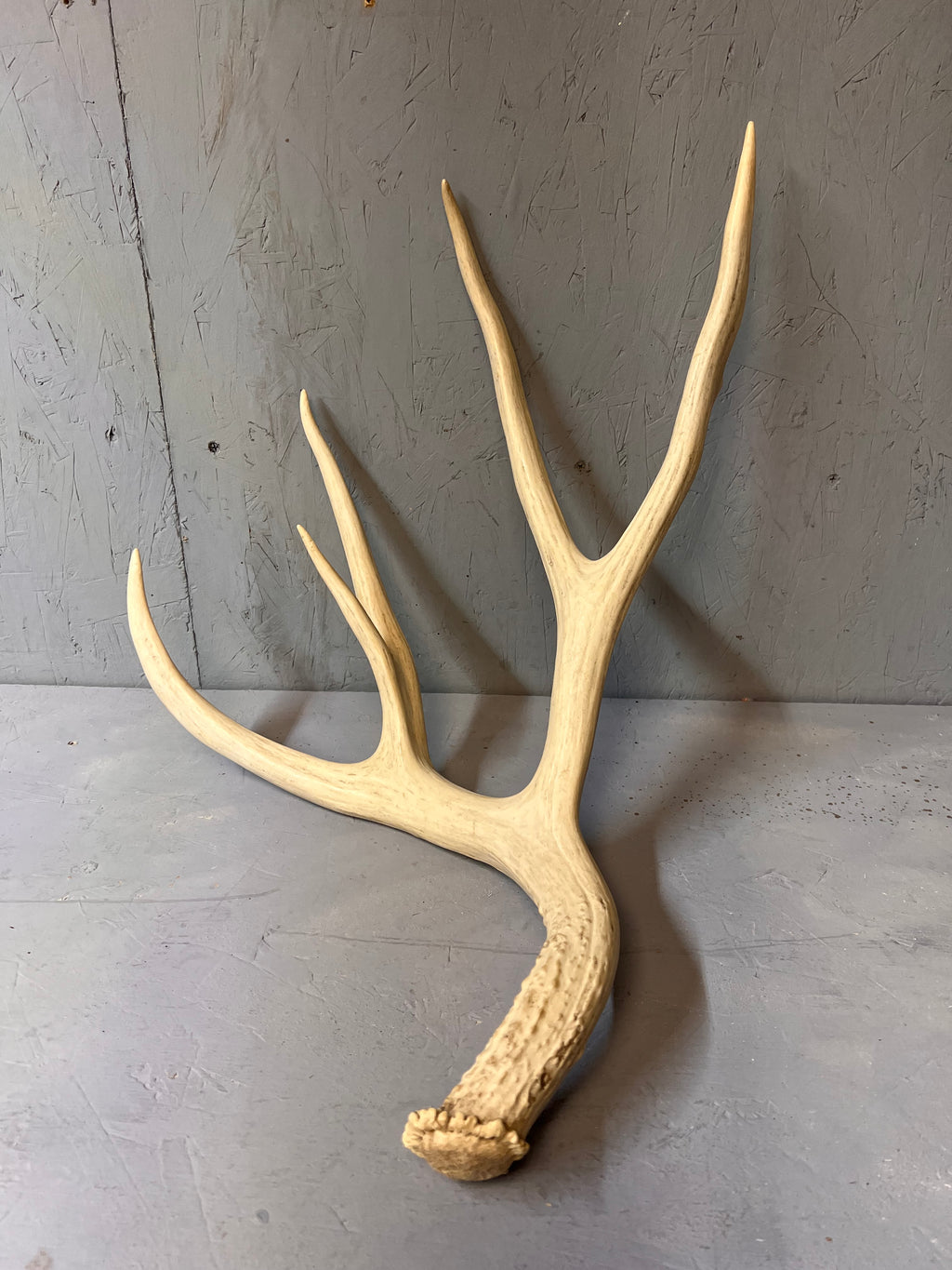 88" Mule Deer Shed Antler