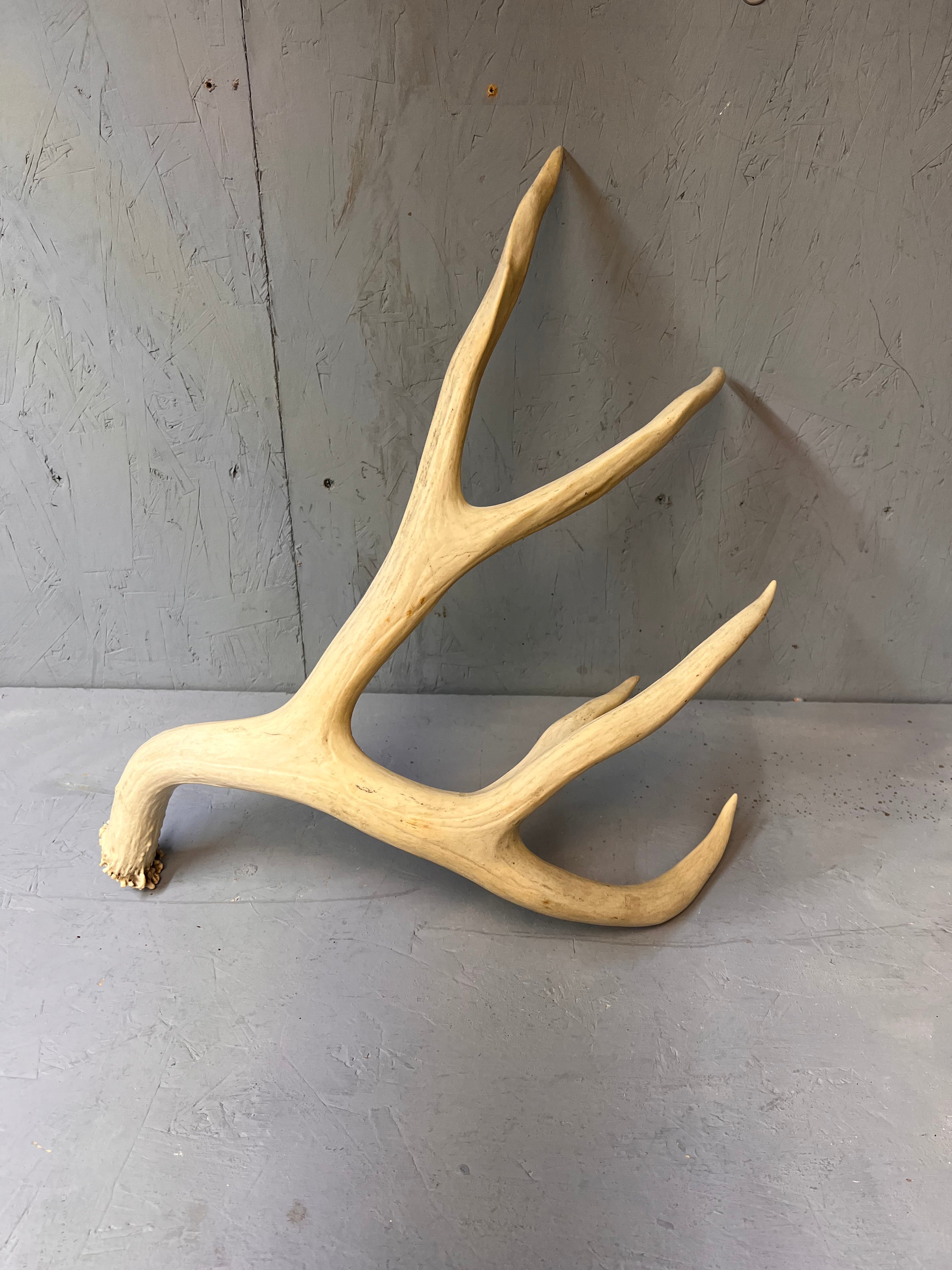 88" Mule Deer Shed Antler