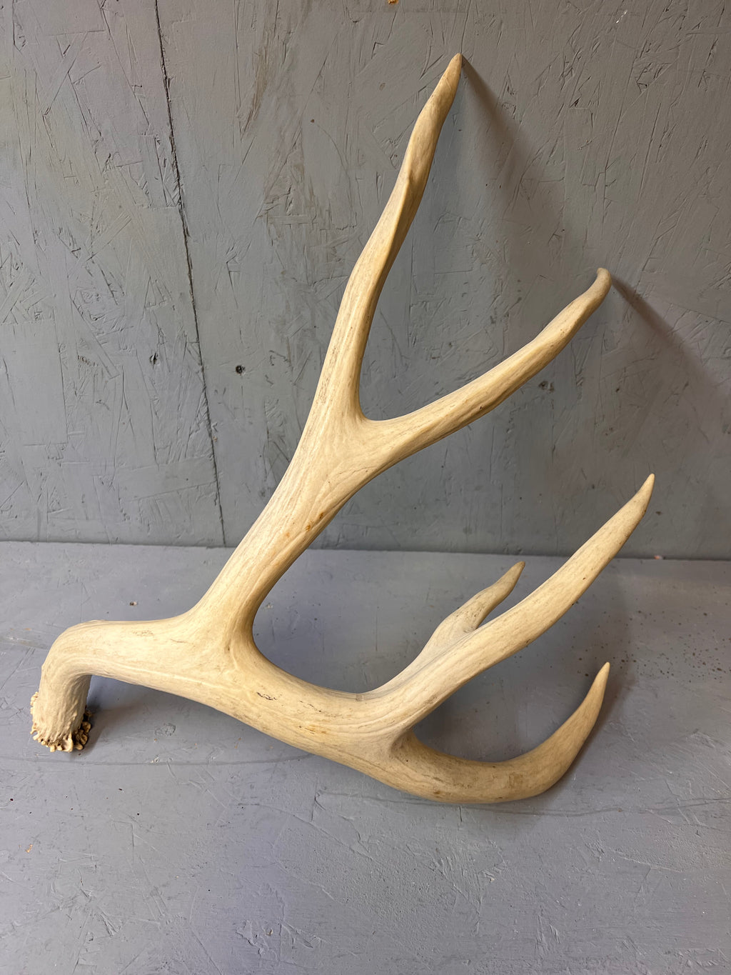 88" Mule Deer Shed Antler