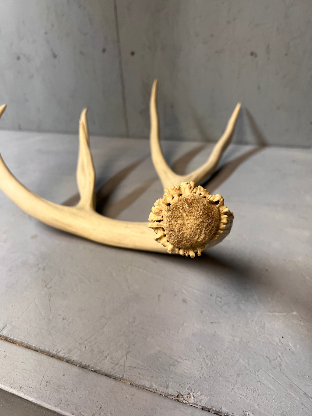 88" Mule Deer Shed Antler