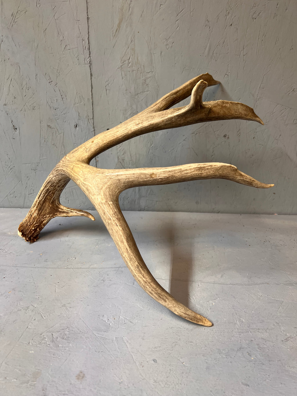 190" Brown Mule Deer Antler Set