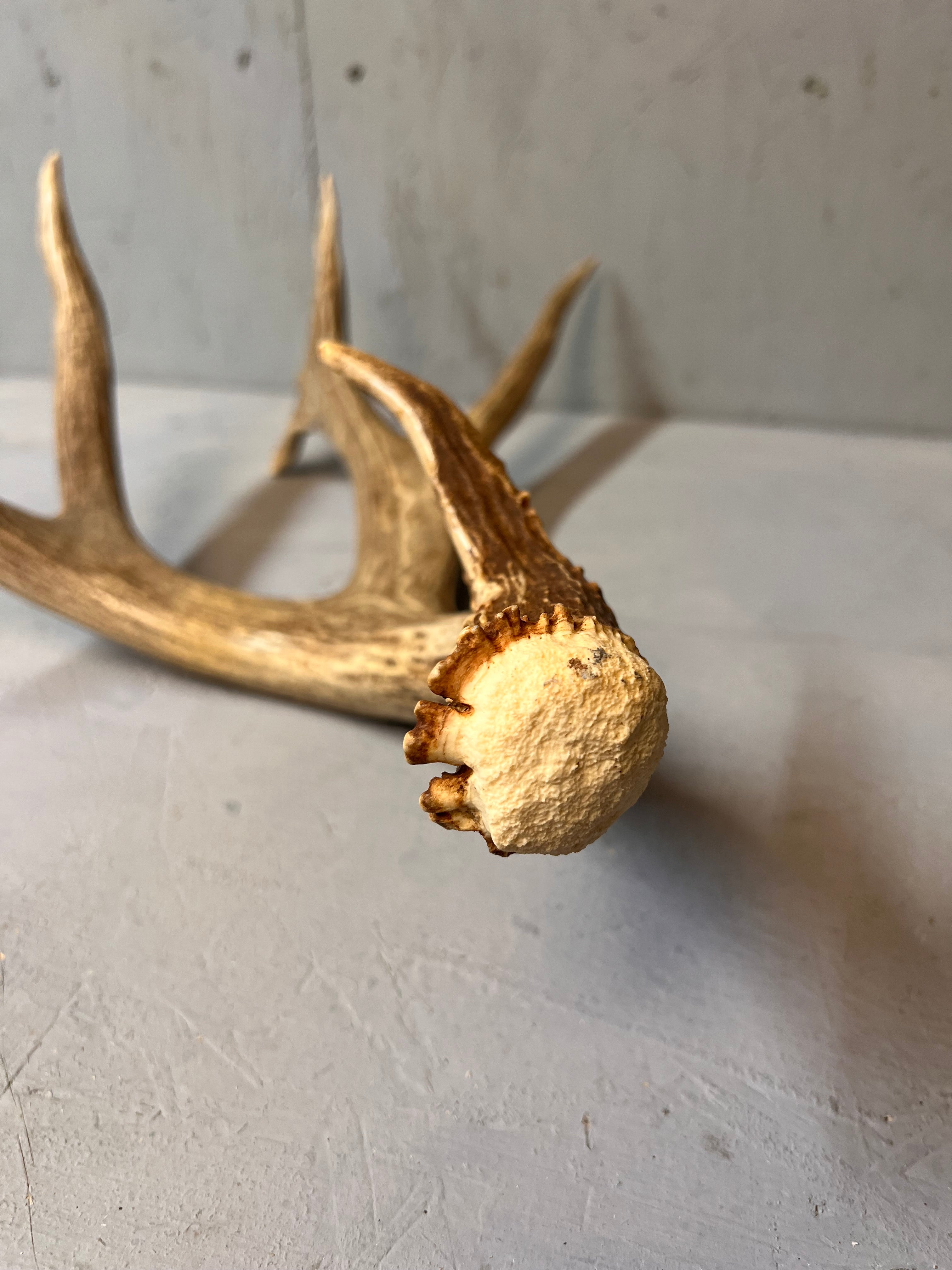 190" Brown Mule Deer Antler Set