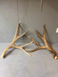 190" Brown Mule Deer Antler Set