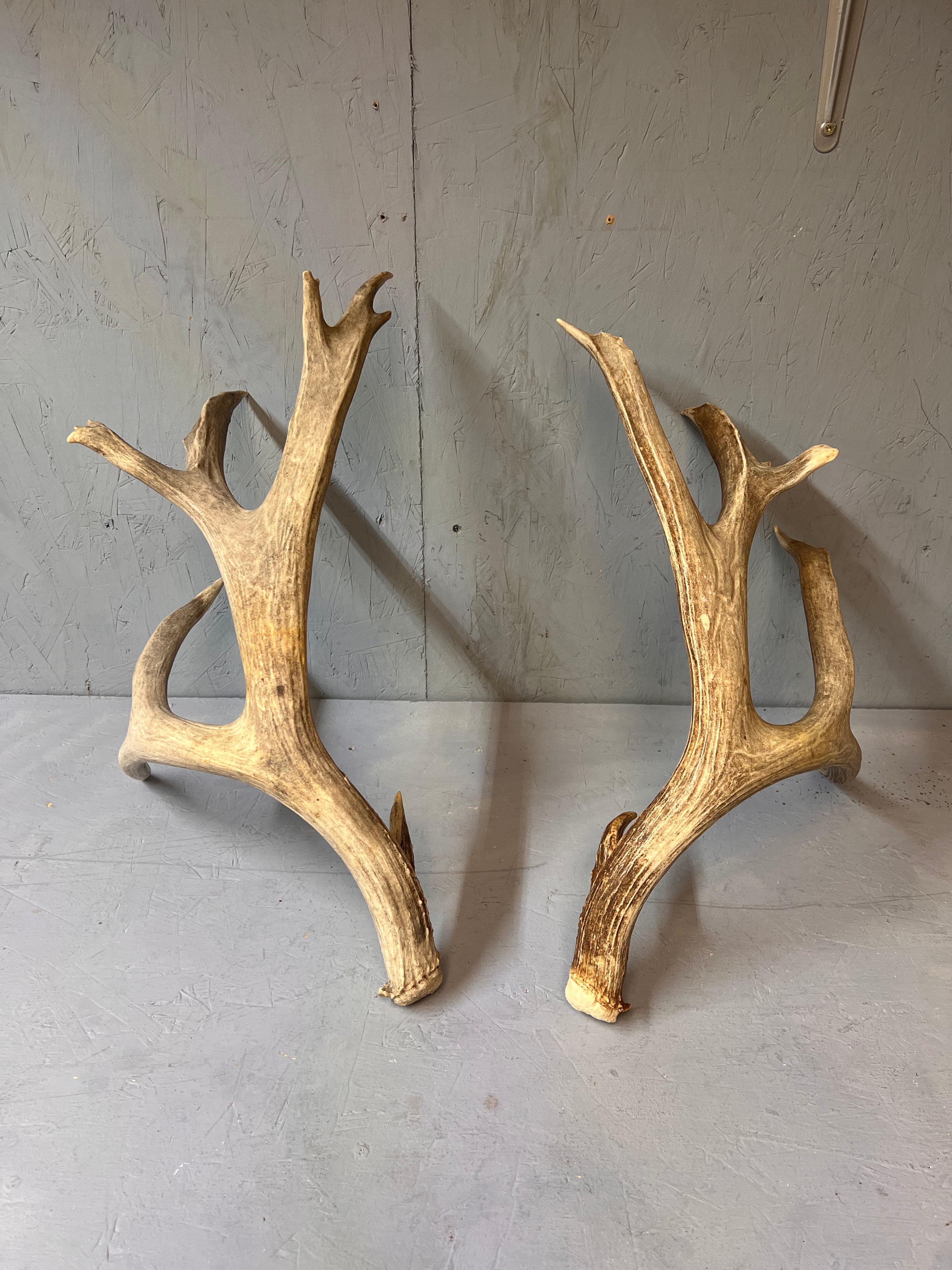 190" Brown Mule Deer Antler Set
