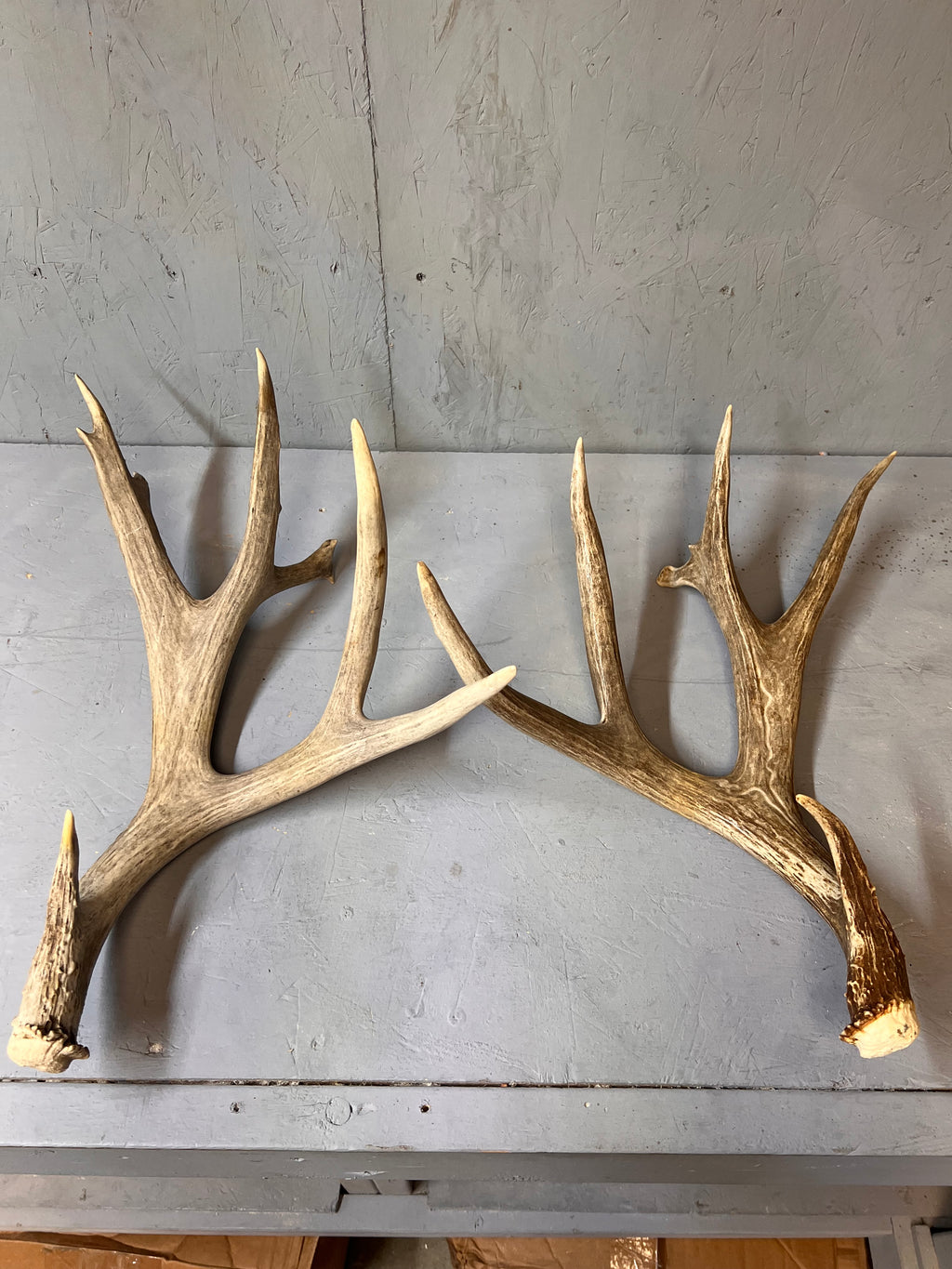 190" Brown Mule Deer Antler Set
