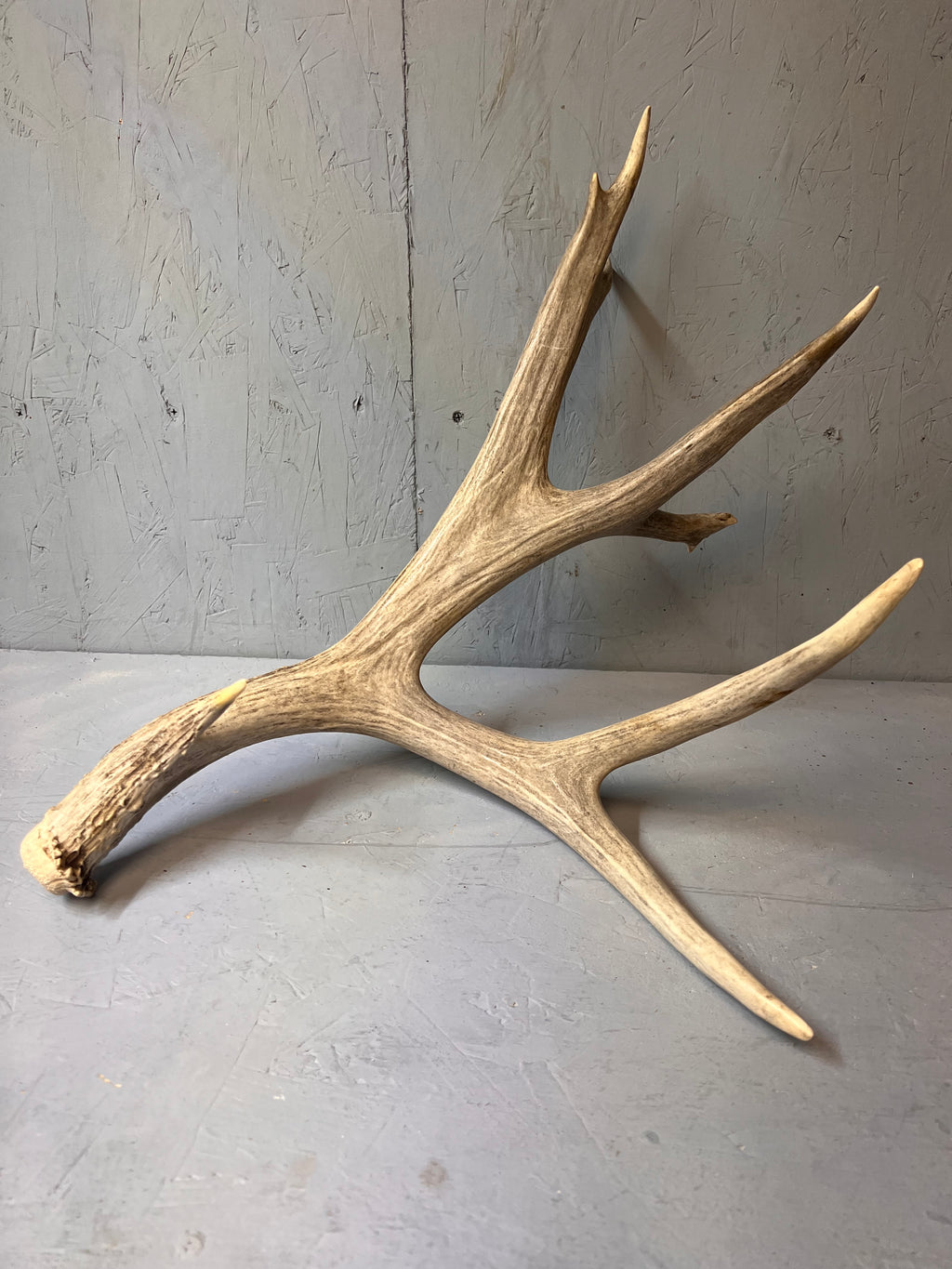 190" Brown Mule Deer Antler Set