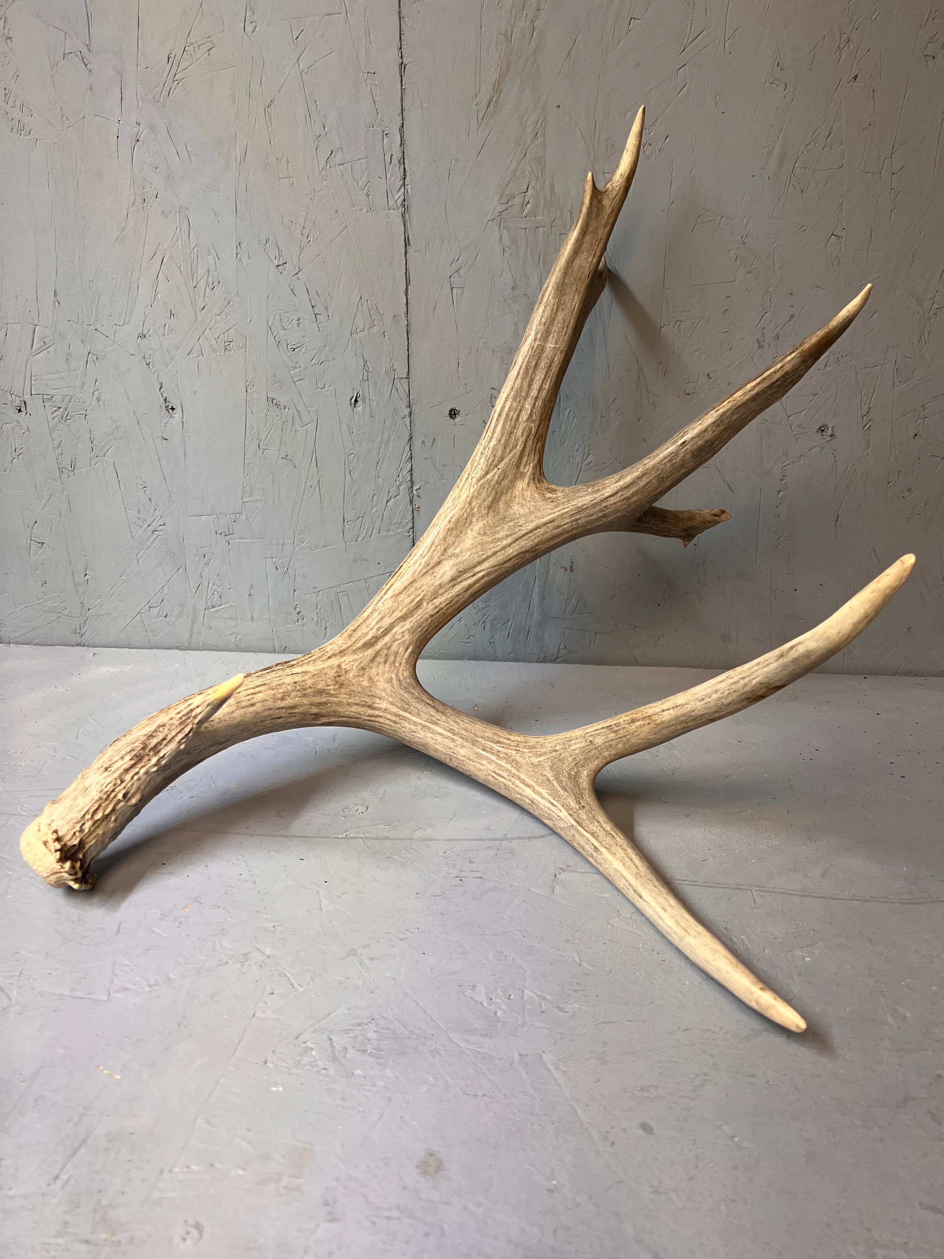 190" Brown Mule Deer Antler Set
