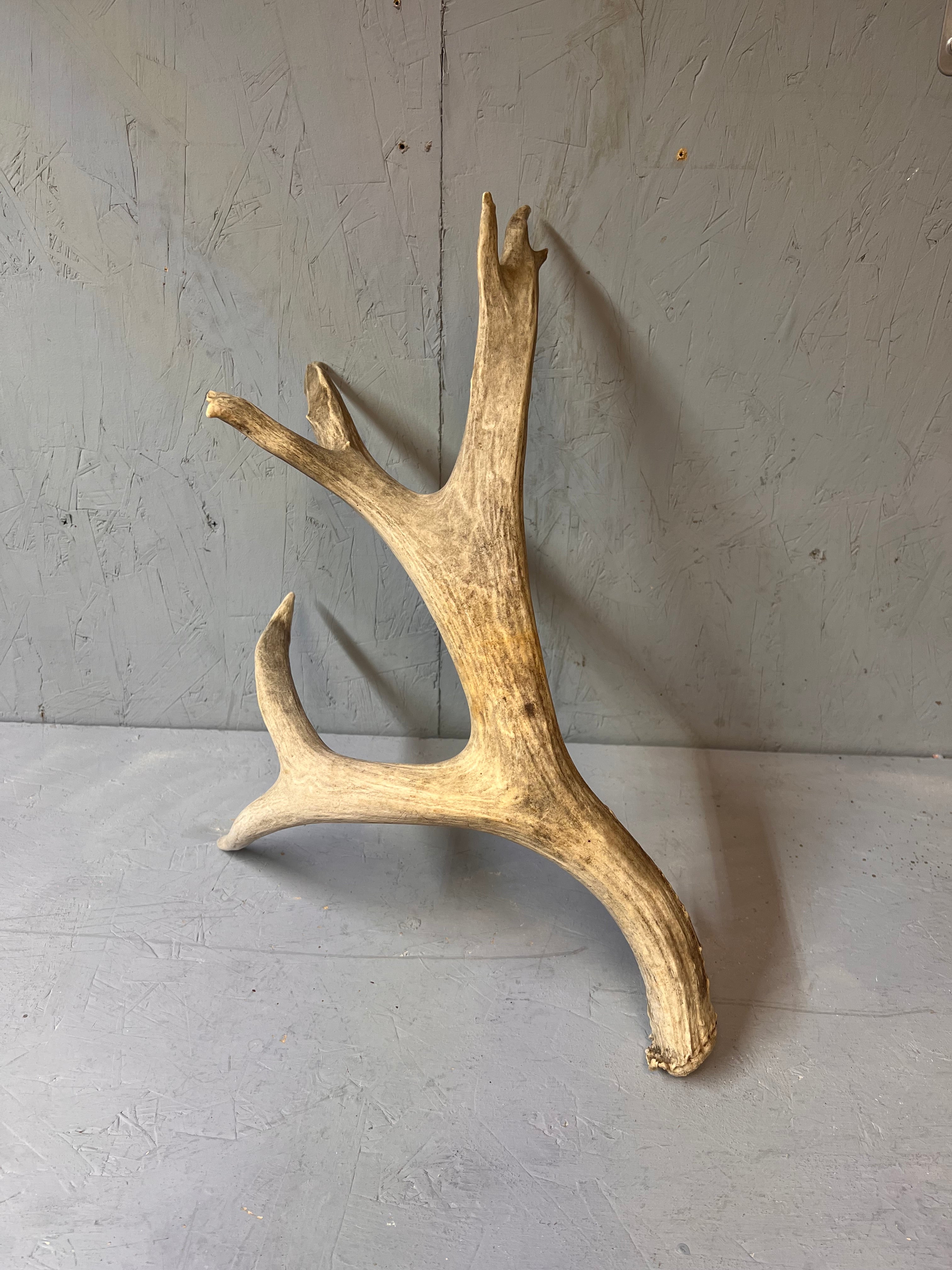 190" Brown Mule Deer Antler Set