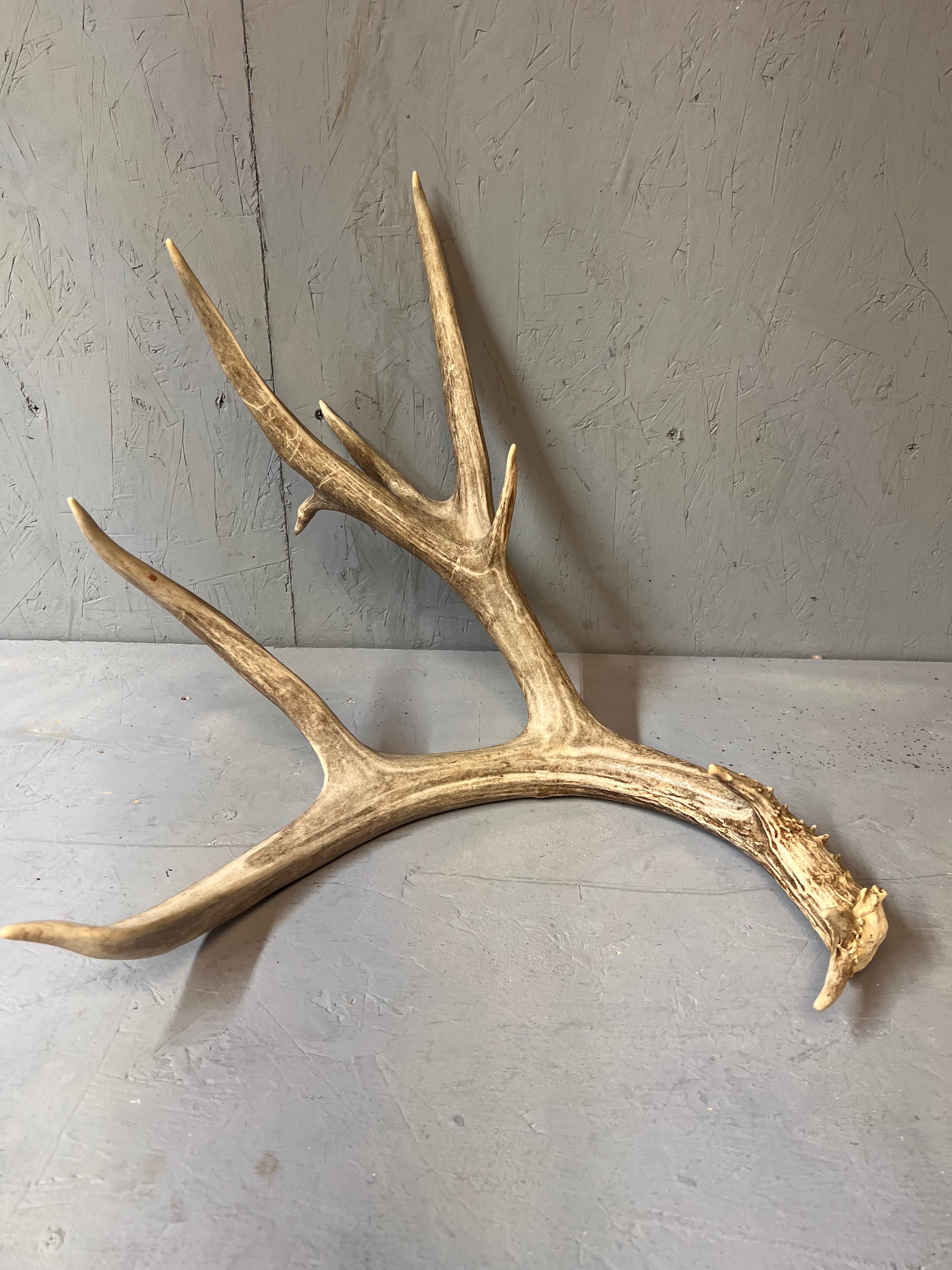 93" Brown Mule Deer Antler