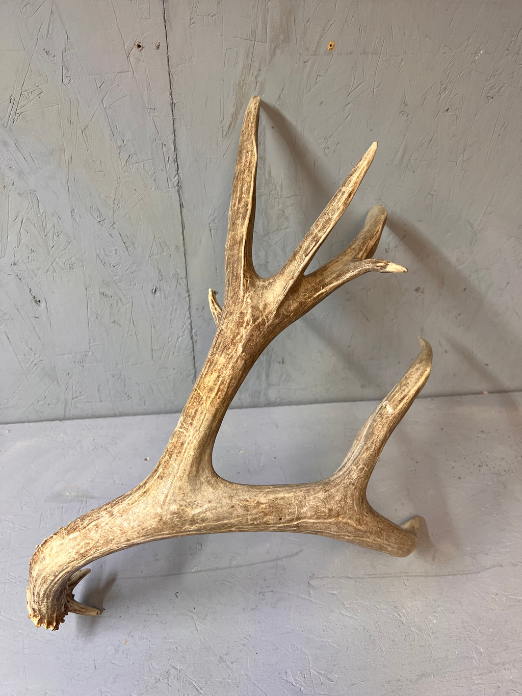 93" Brown Mule Deer Antler