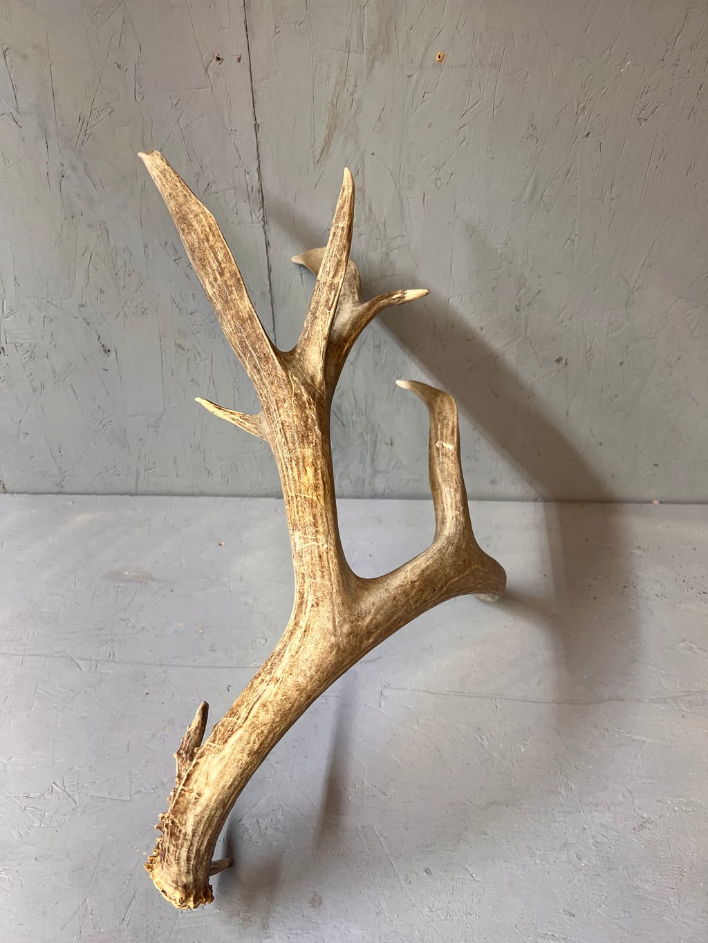 93" Brown Mule Deer Antler