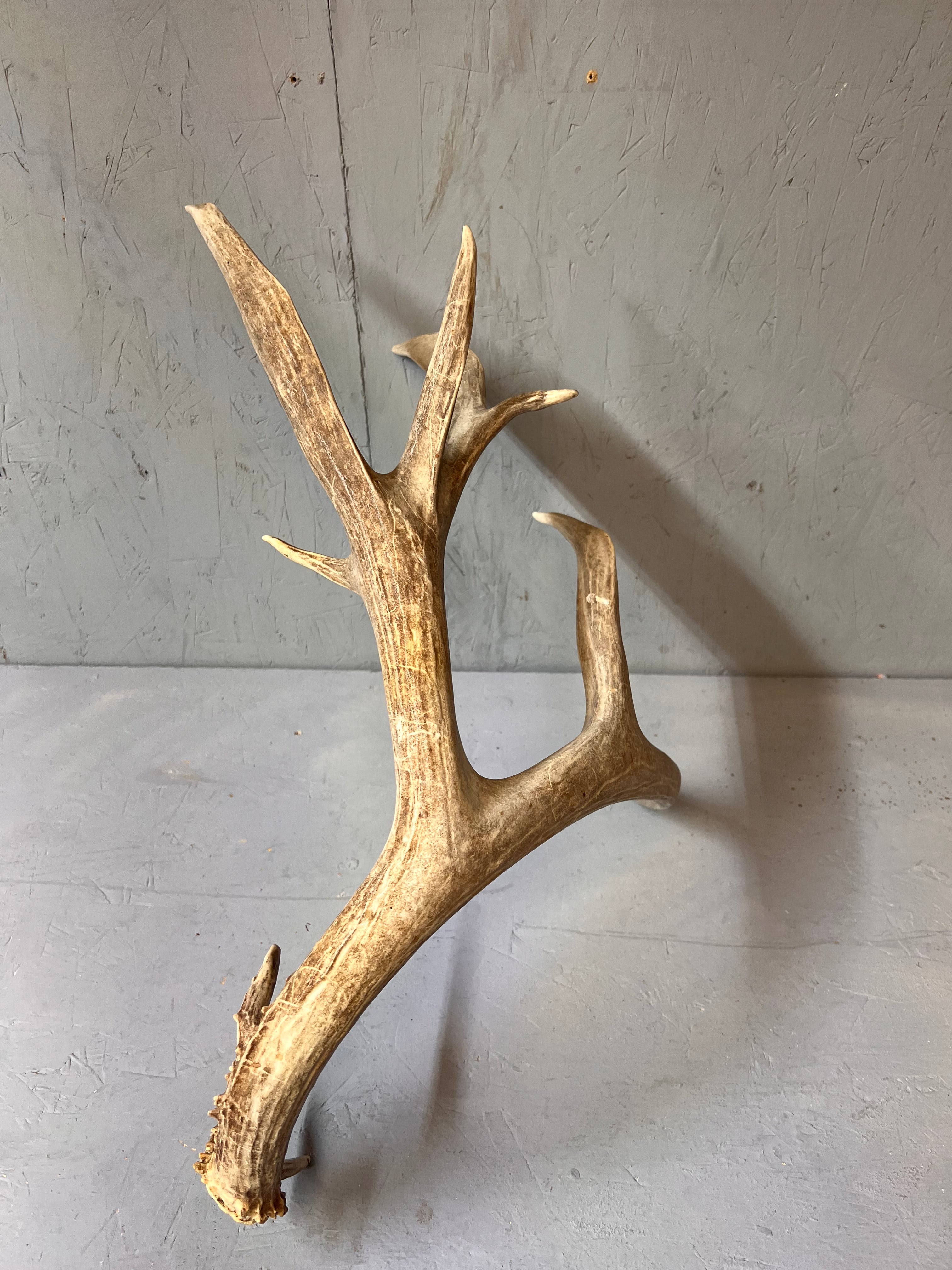 93" Brown Mule Deer Antler