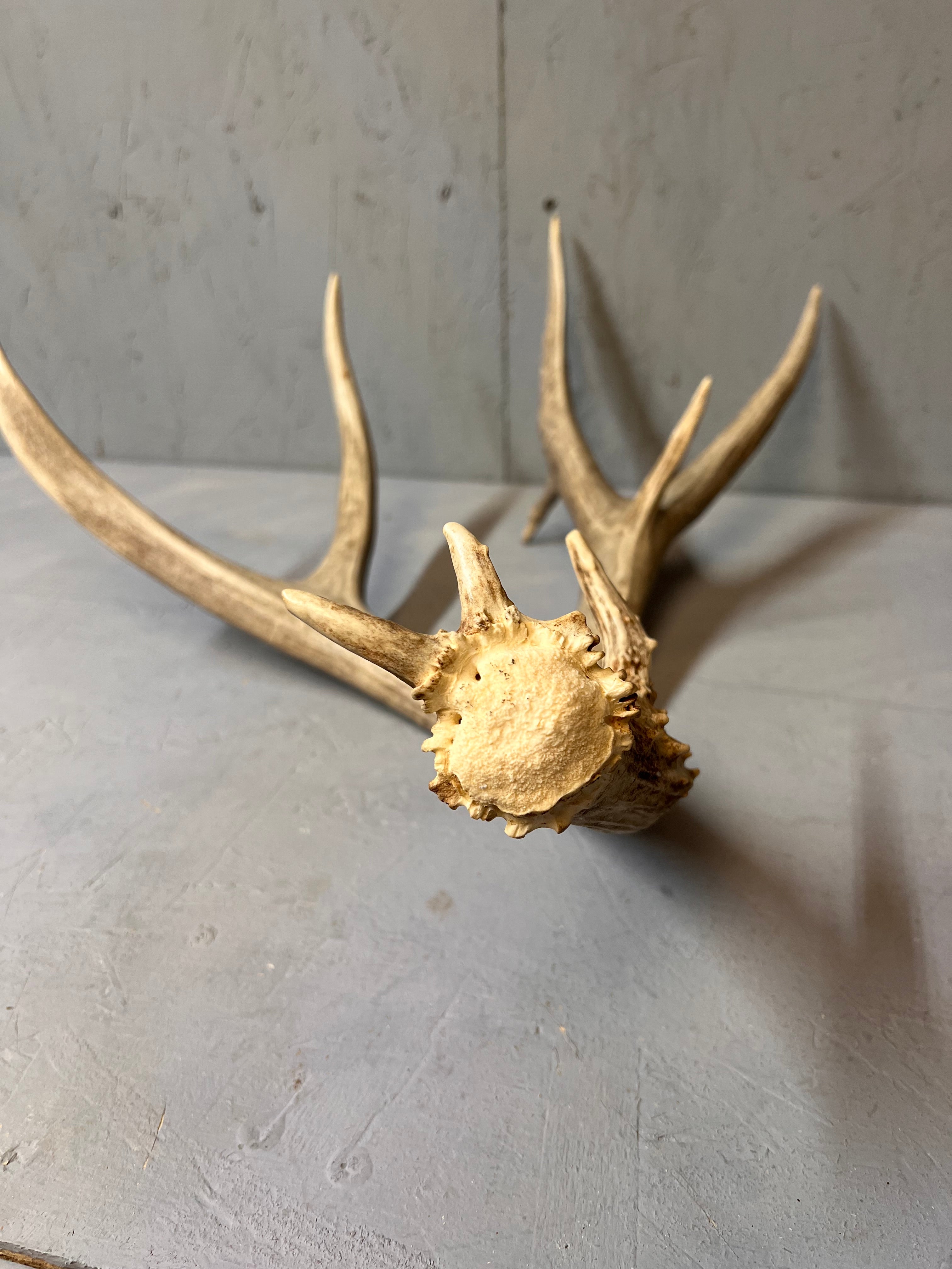 93" Brown Mule Deer Antler