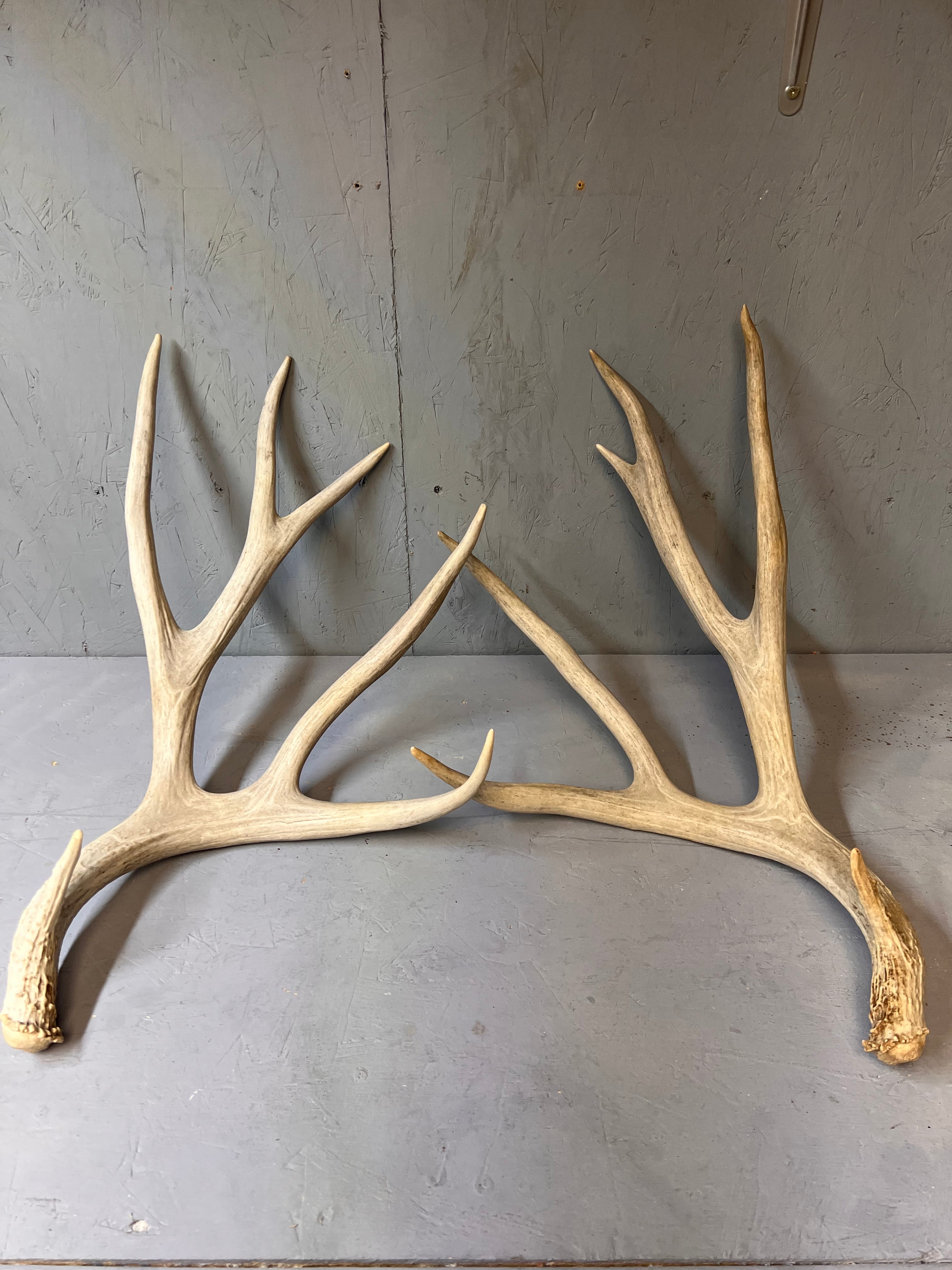 Large Matched 200" Mule Deer Shed Antler Set – Clean Western Decor / Craft Grade Antlers