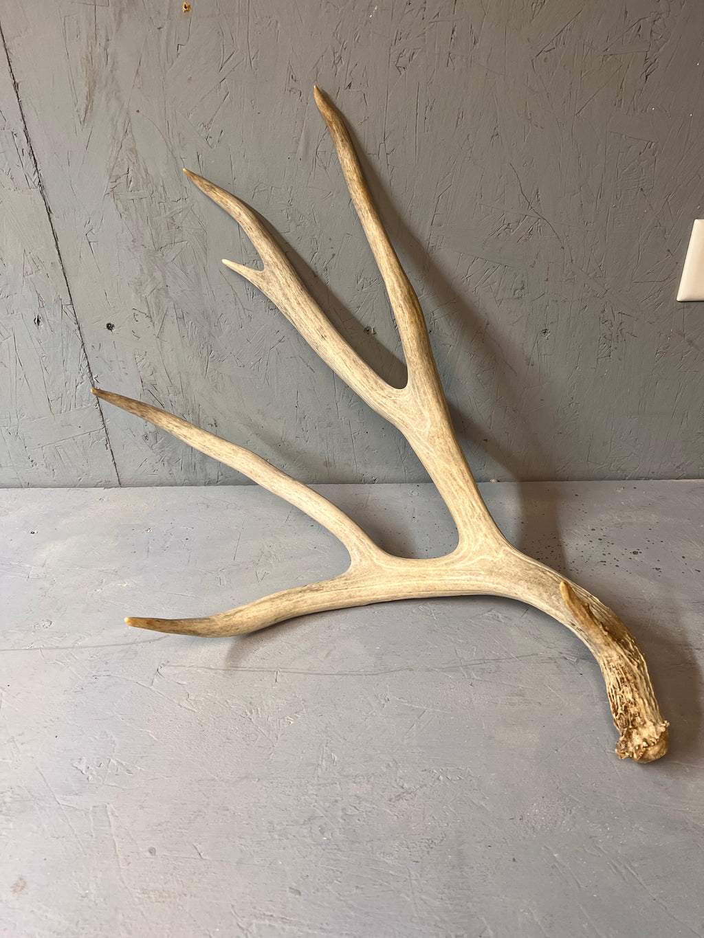 Large Matched 200" Mule Deer Shed Antler Set – Clean Western Decor / Craft Grade Antlers