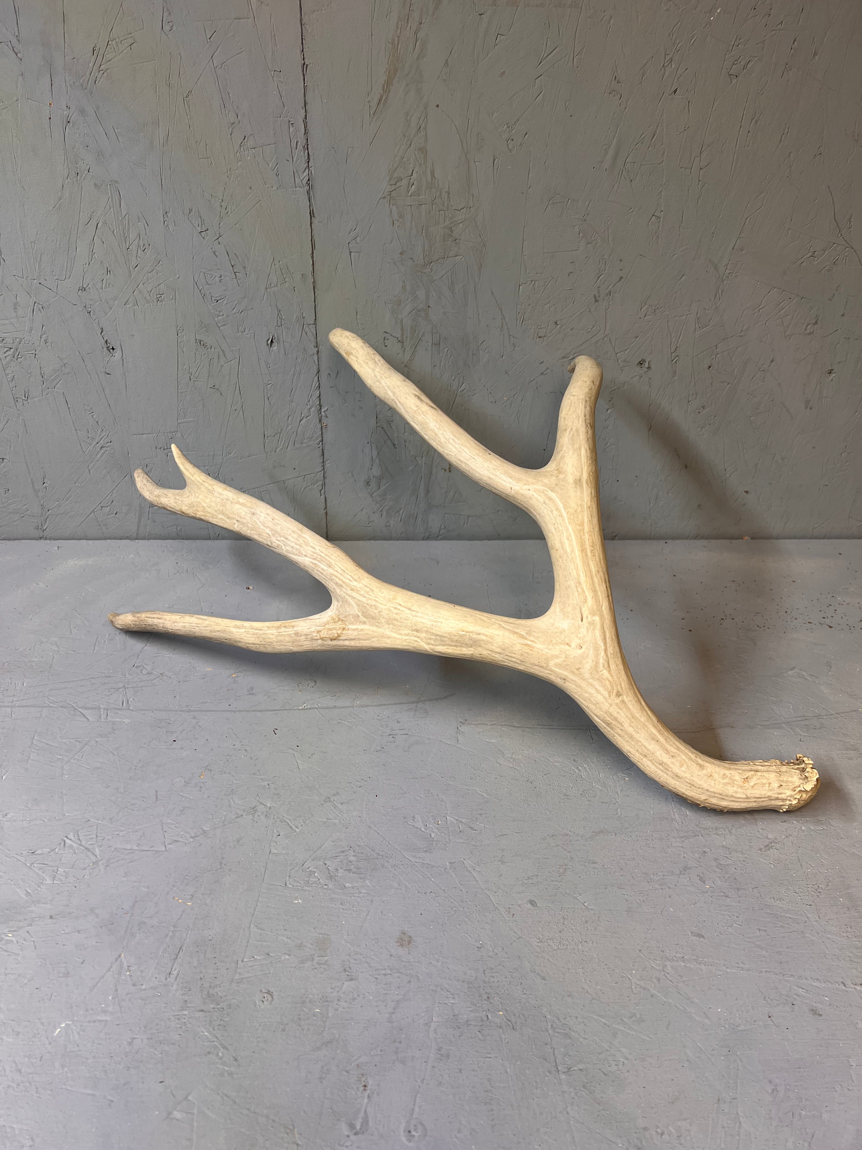 Large Matched 200" Mule Deer Shed Antler Set – Clean Western Decor / Craft Grade Antlers