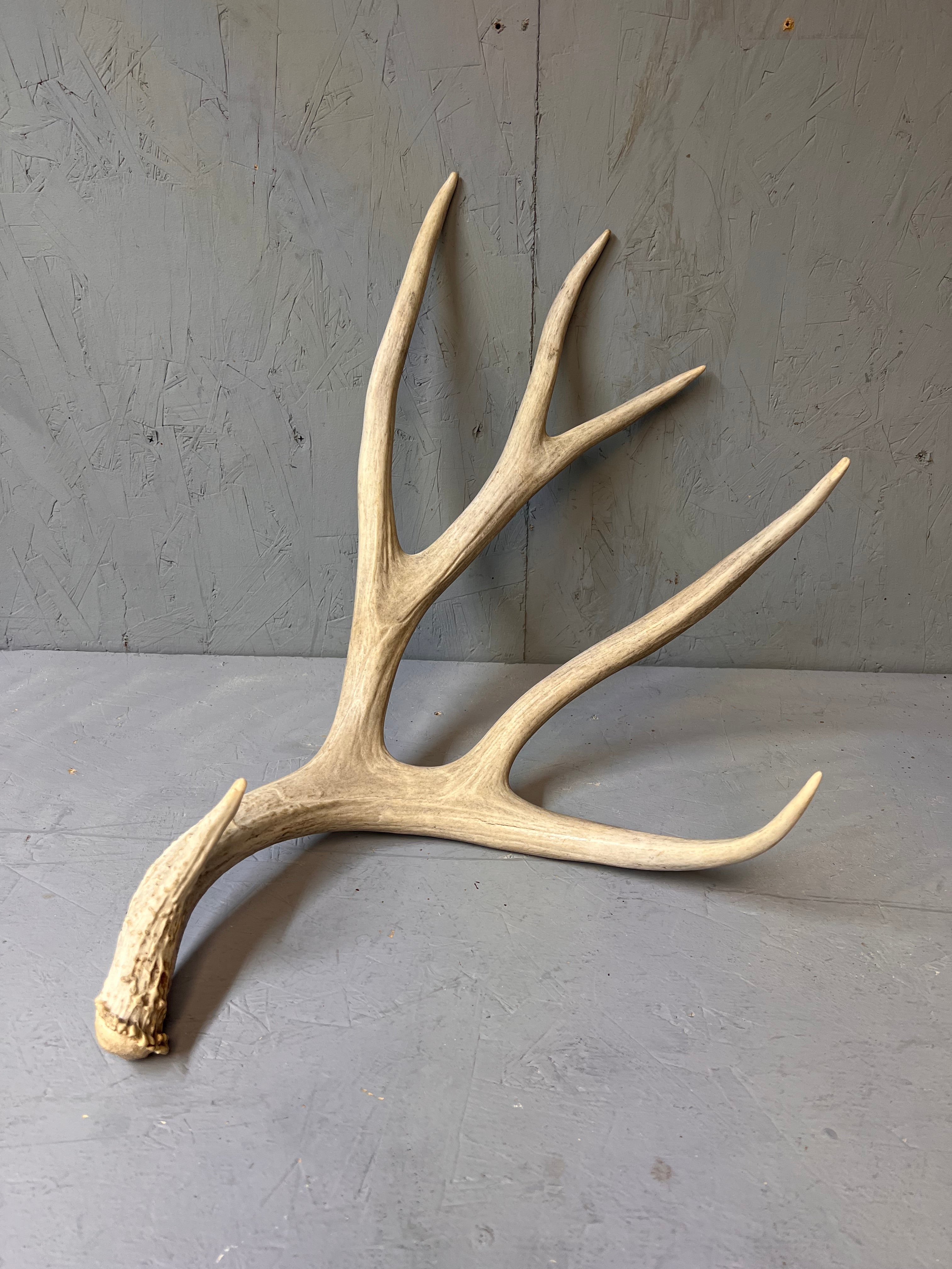 Large Matched 200" Mule Deer Shed Antler Set – Clean Western Decor / Craft Grade Antlers