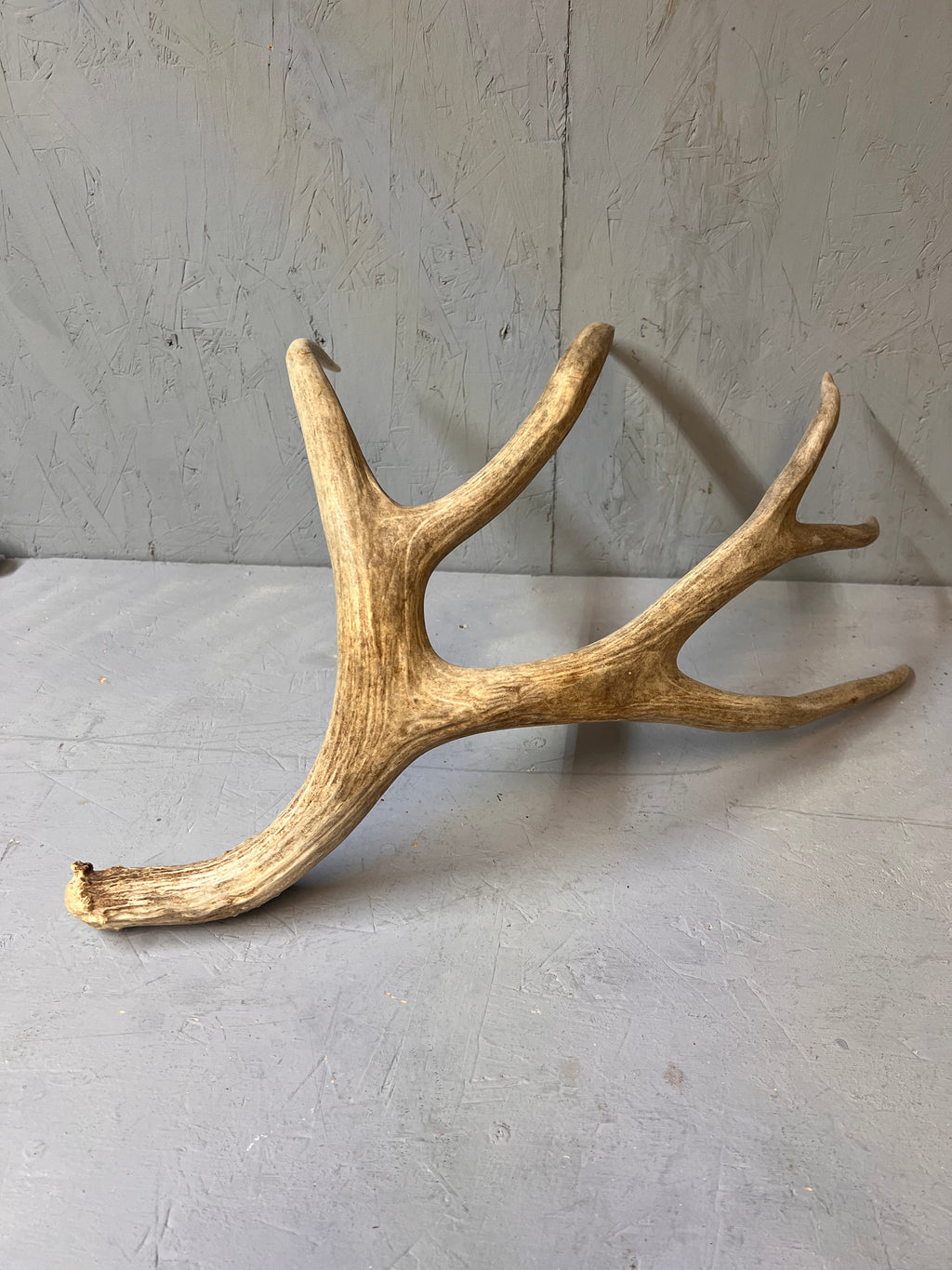 Large Matched 200" Mule Deer Shed Antler Set – Clean Western Decor / Craft Grade Antlers