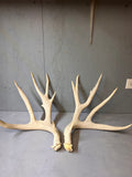 195" Premium Mule Deer Shed Antler Set