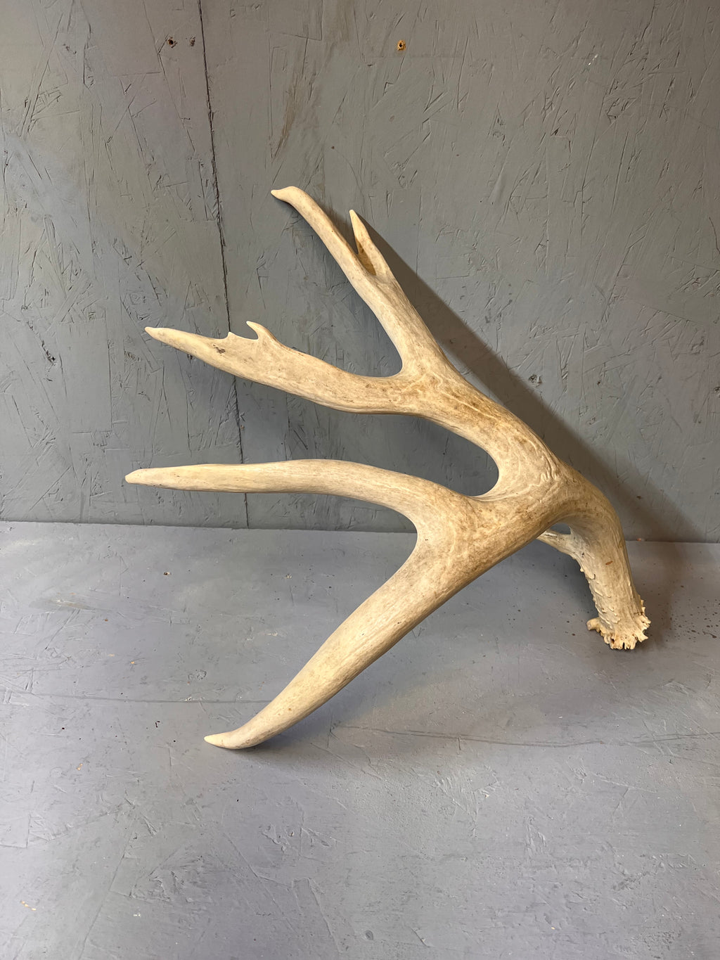 195" Premium Mule Deer Shed Antler Set