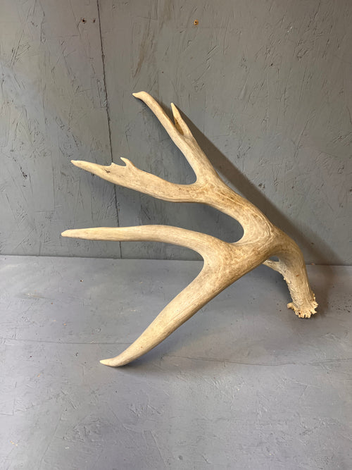 195" Premium Mule Deer Shed Antler Set