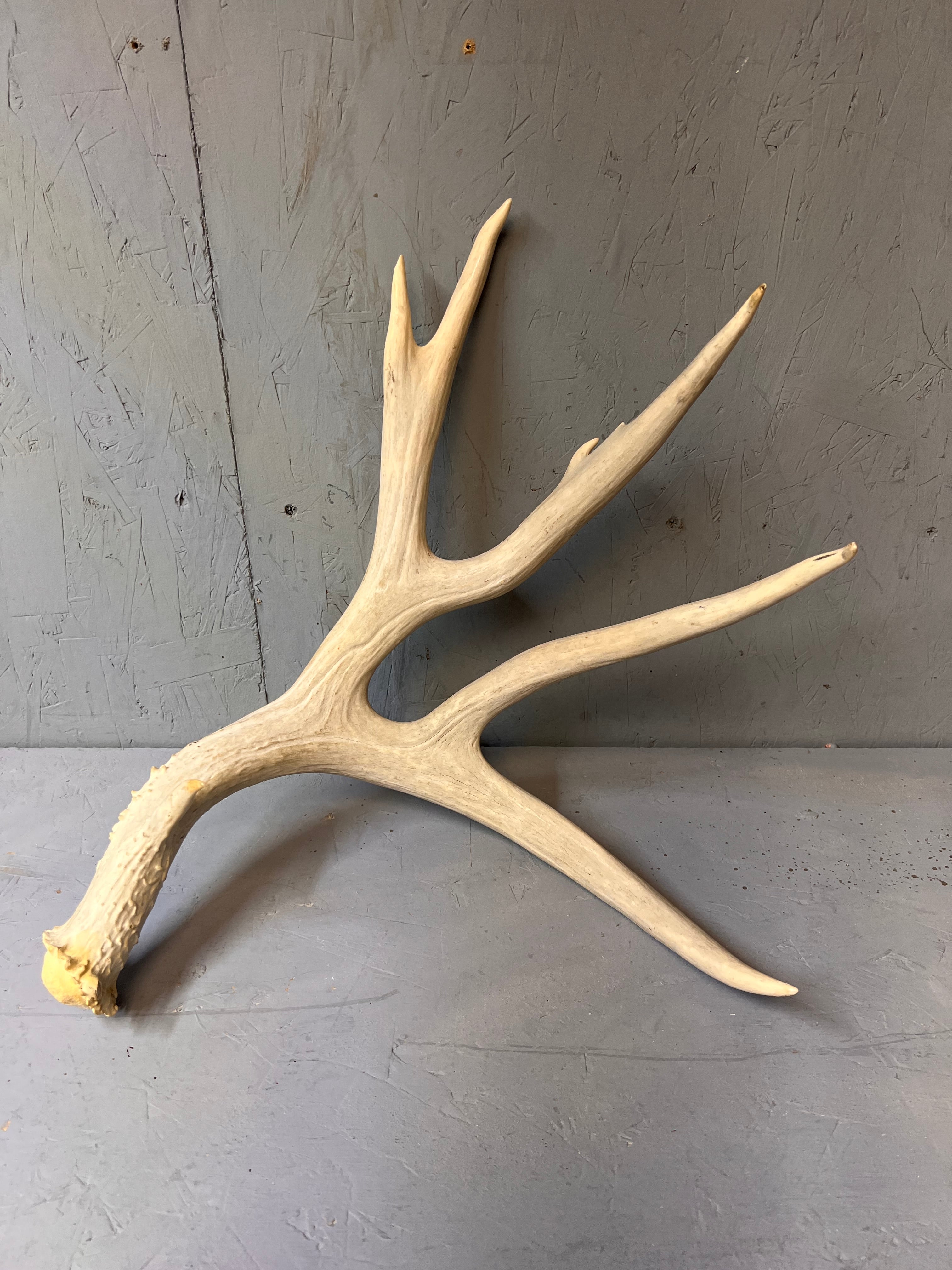 195" Premium Mule Deer Shed Antler Set