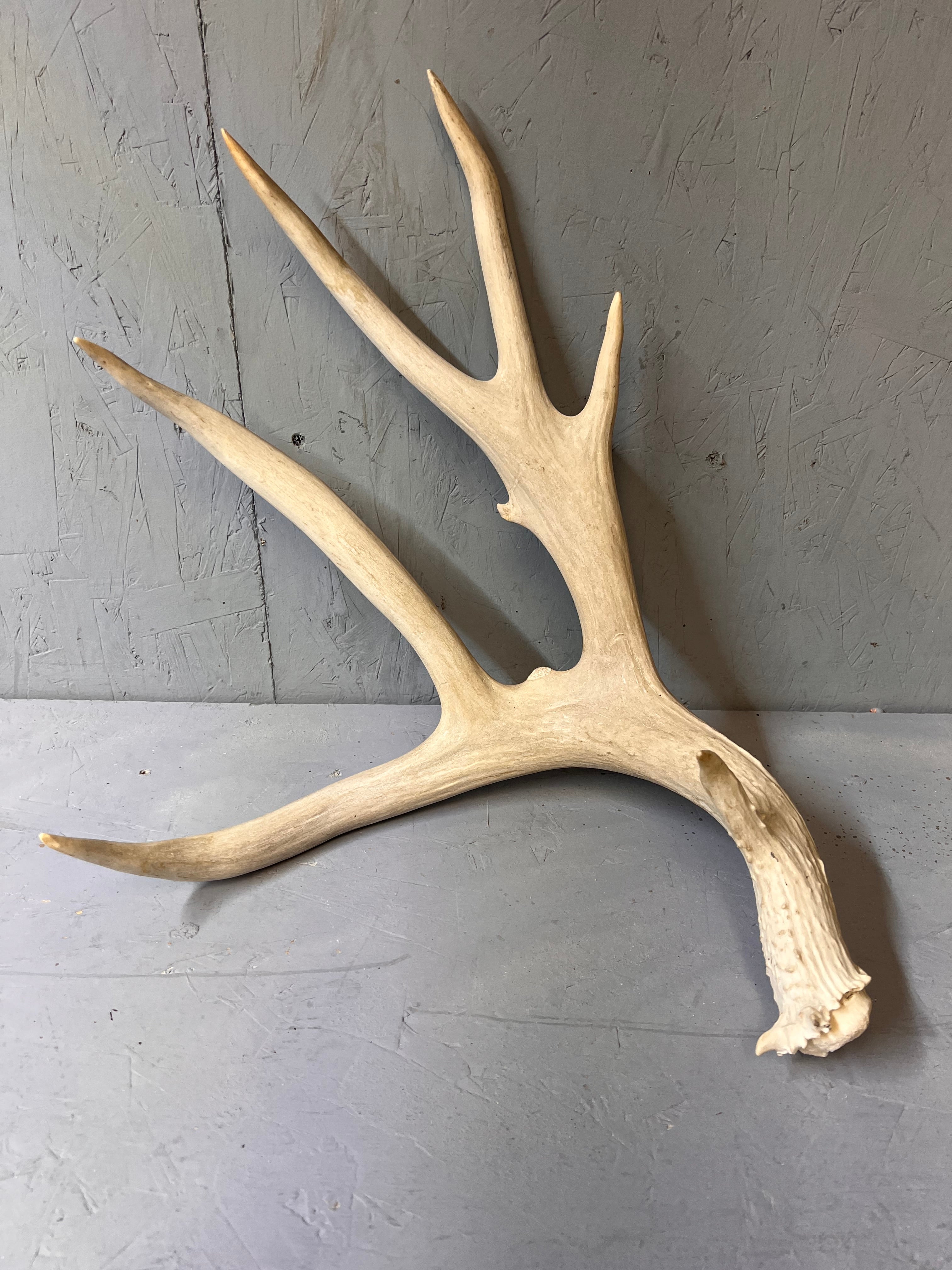 195" Premium Mule Deer Shed Antler Set